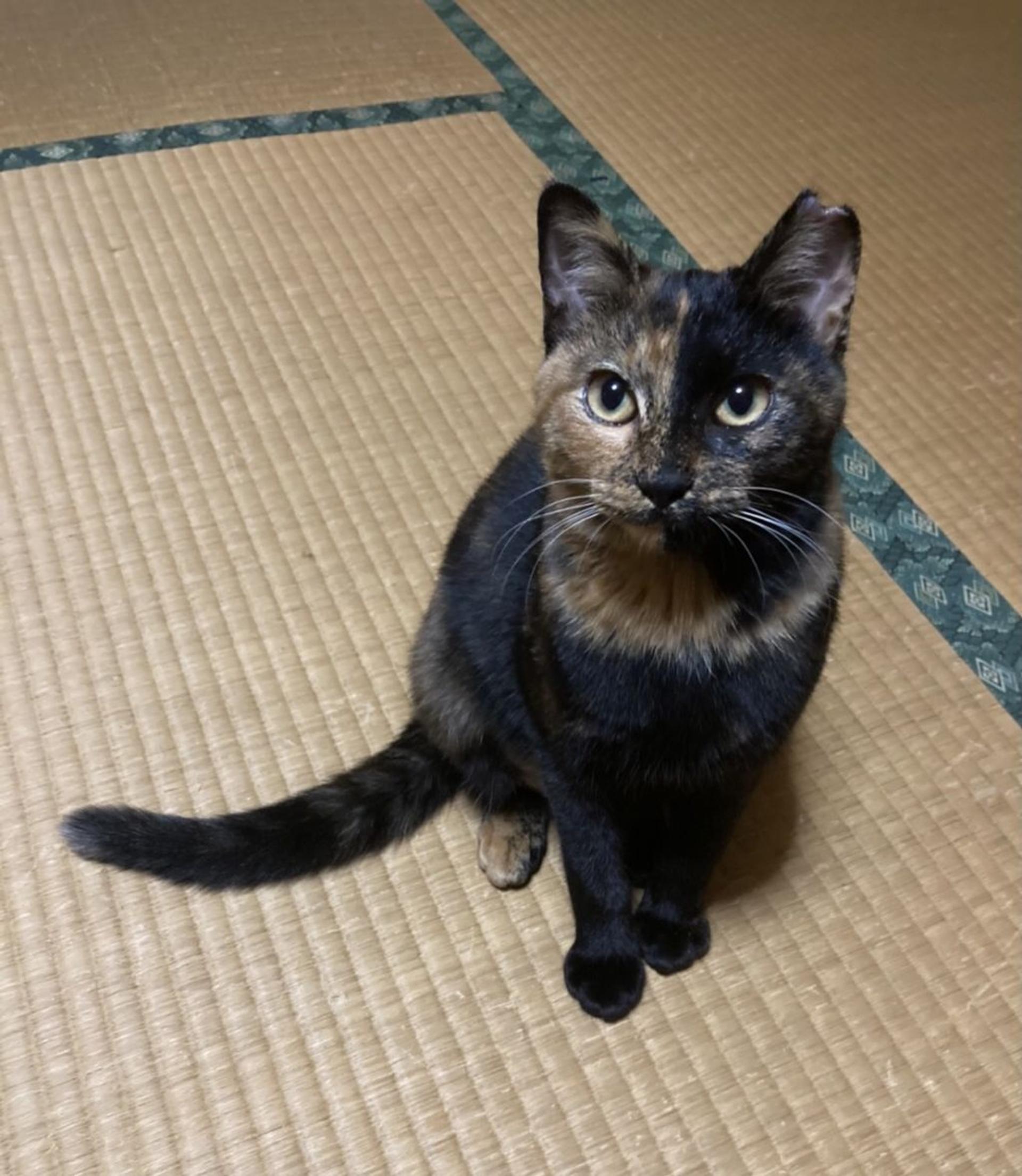 pet-image-3