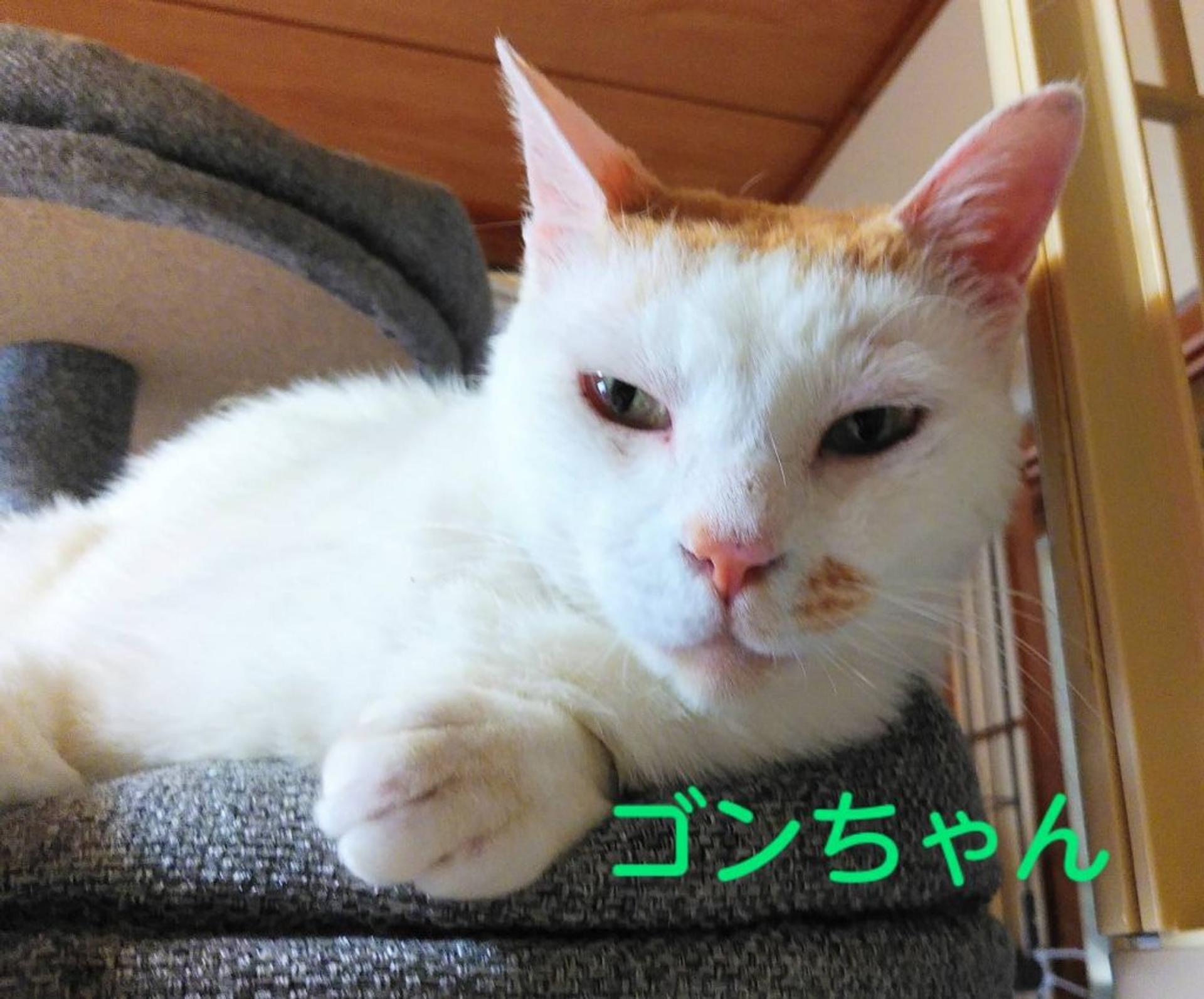 pet-image-2