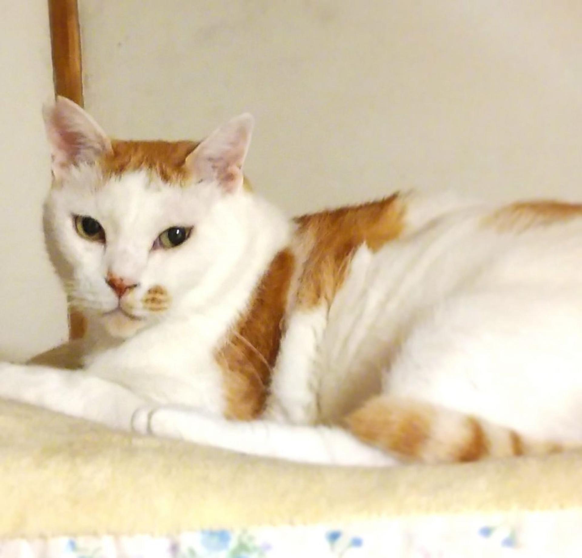 pet-image-3