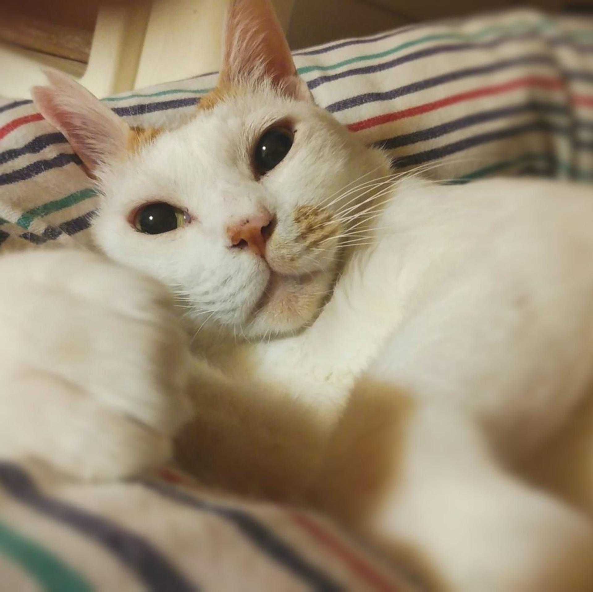 pet-image-6