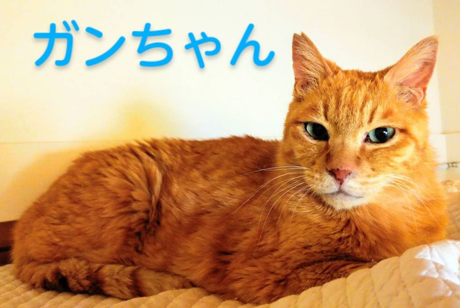 雑種（ミックス猫）・オスの里親募集の写真