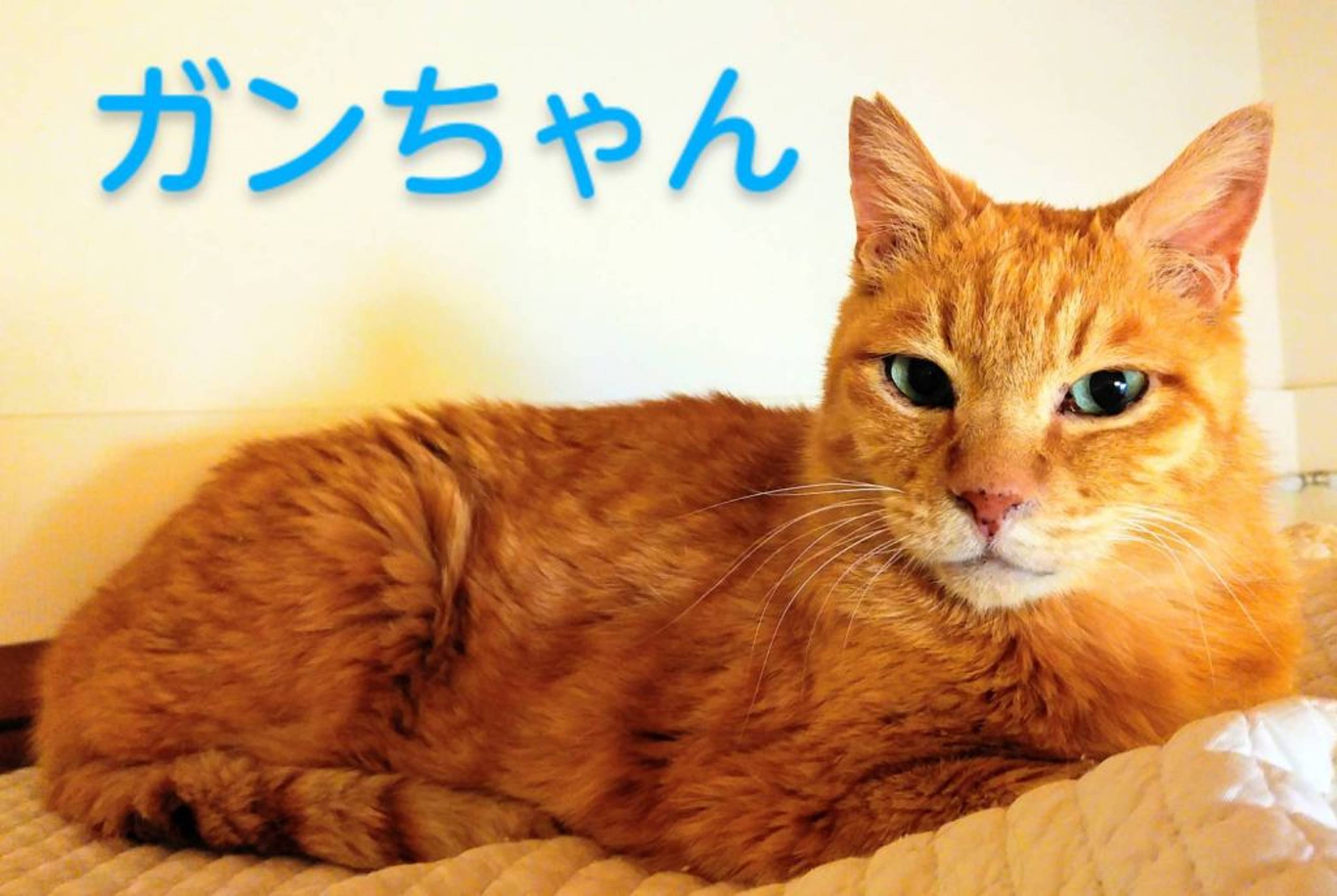 雑種（ミックス猫）・オスの里親募集の写真