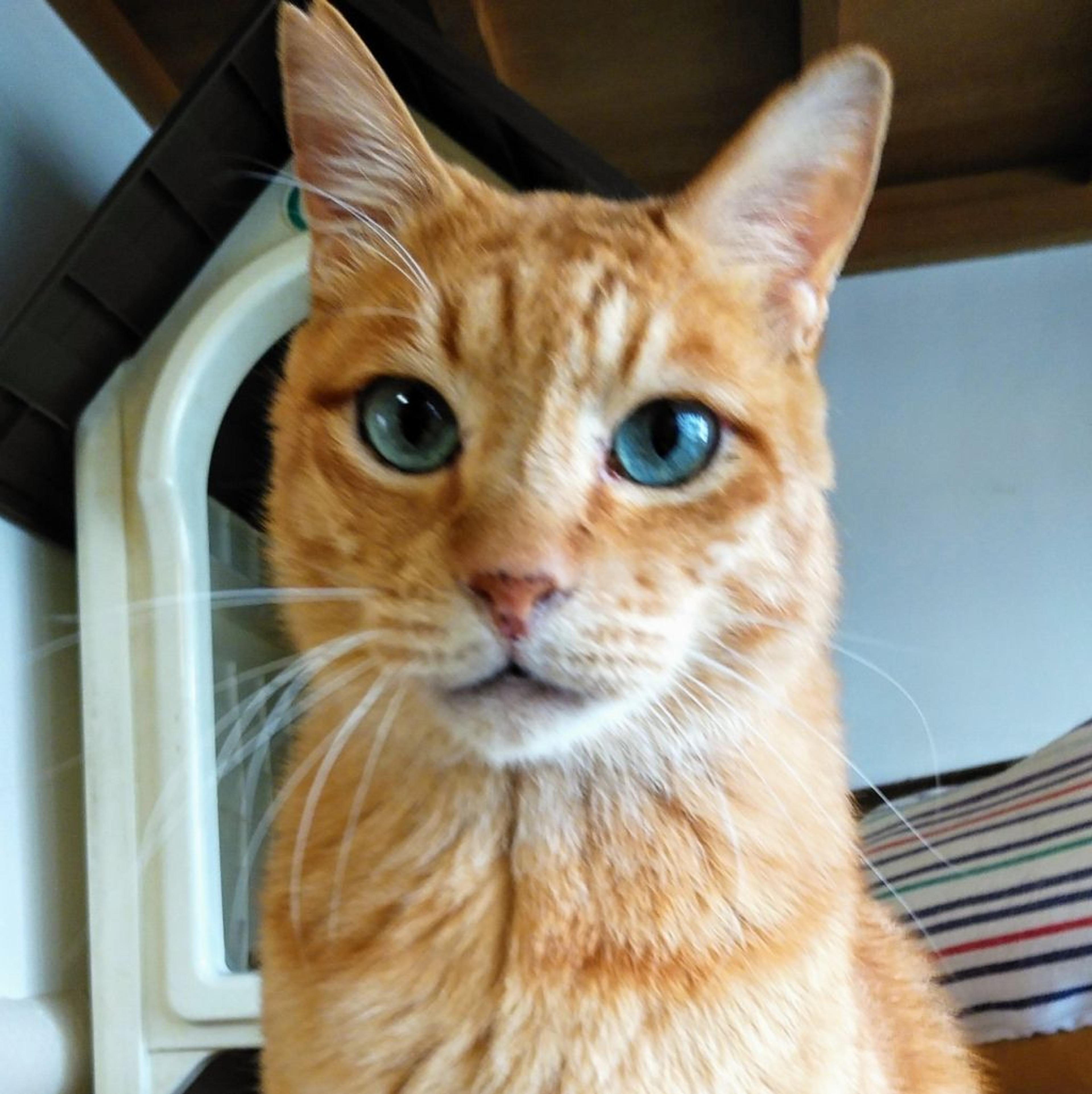 pet-image-2