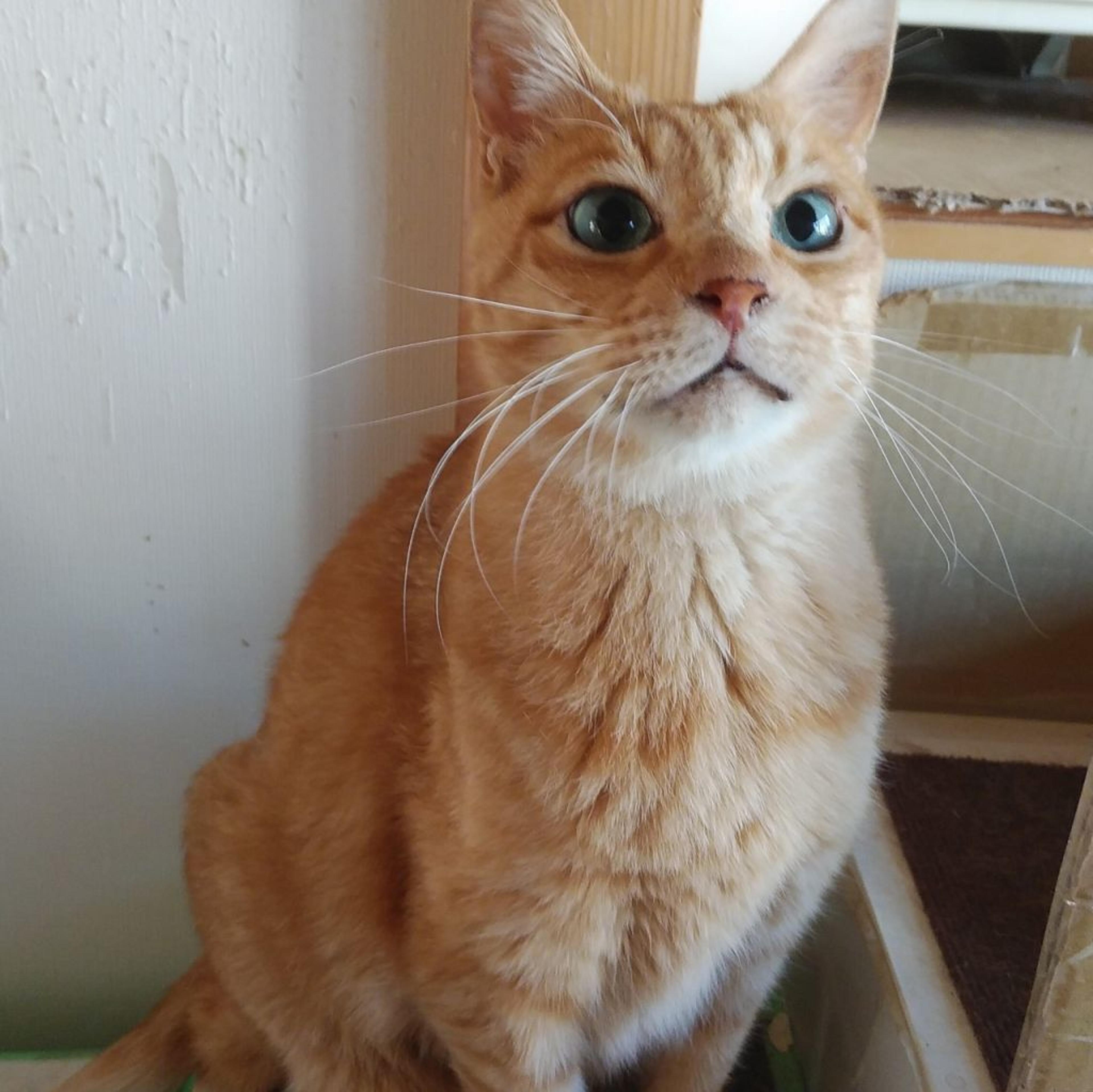 pet-image-3