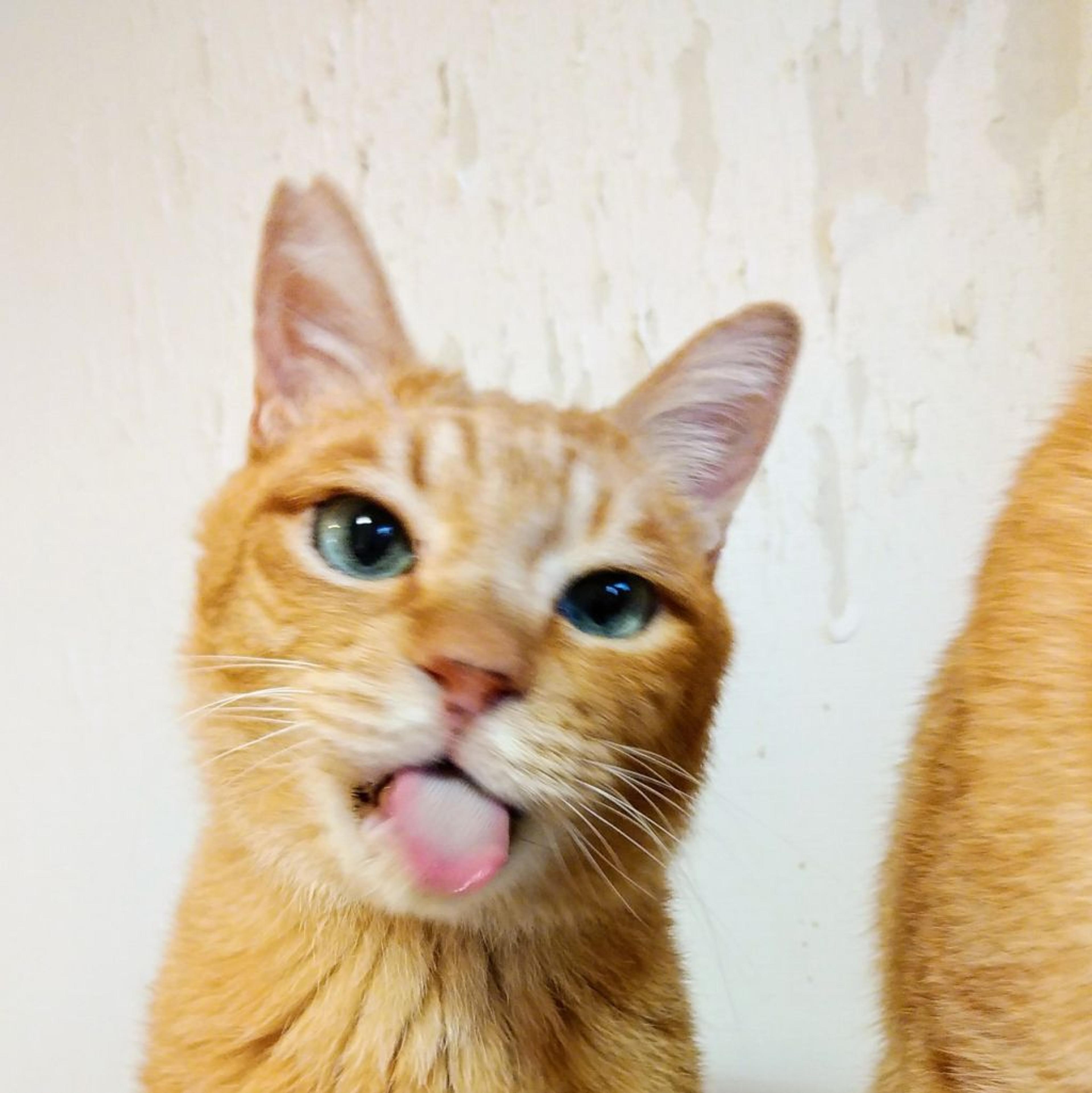 pet-image-4