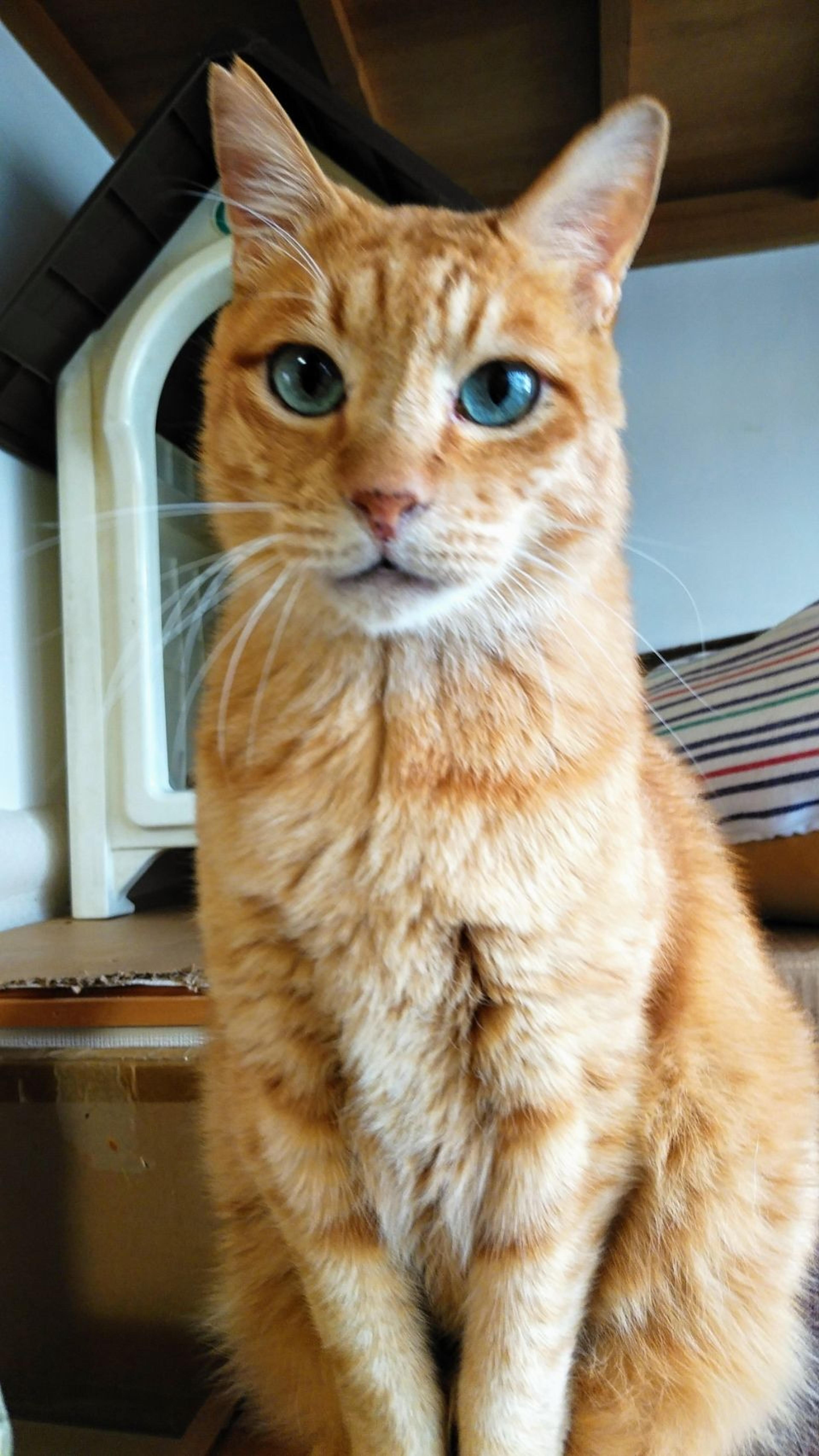 pet-image-5
