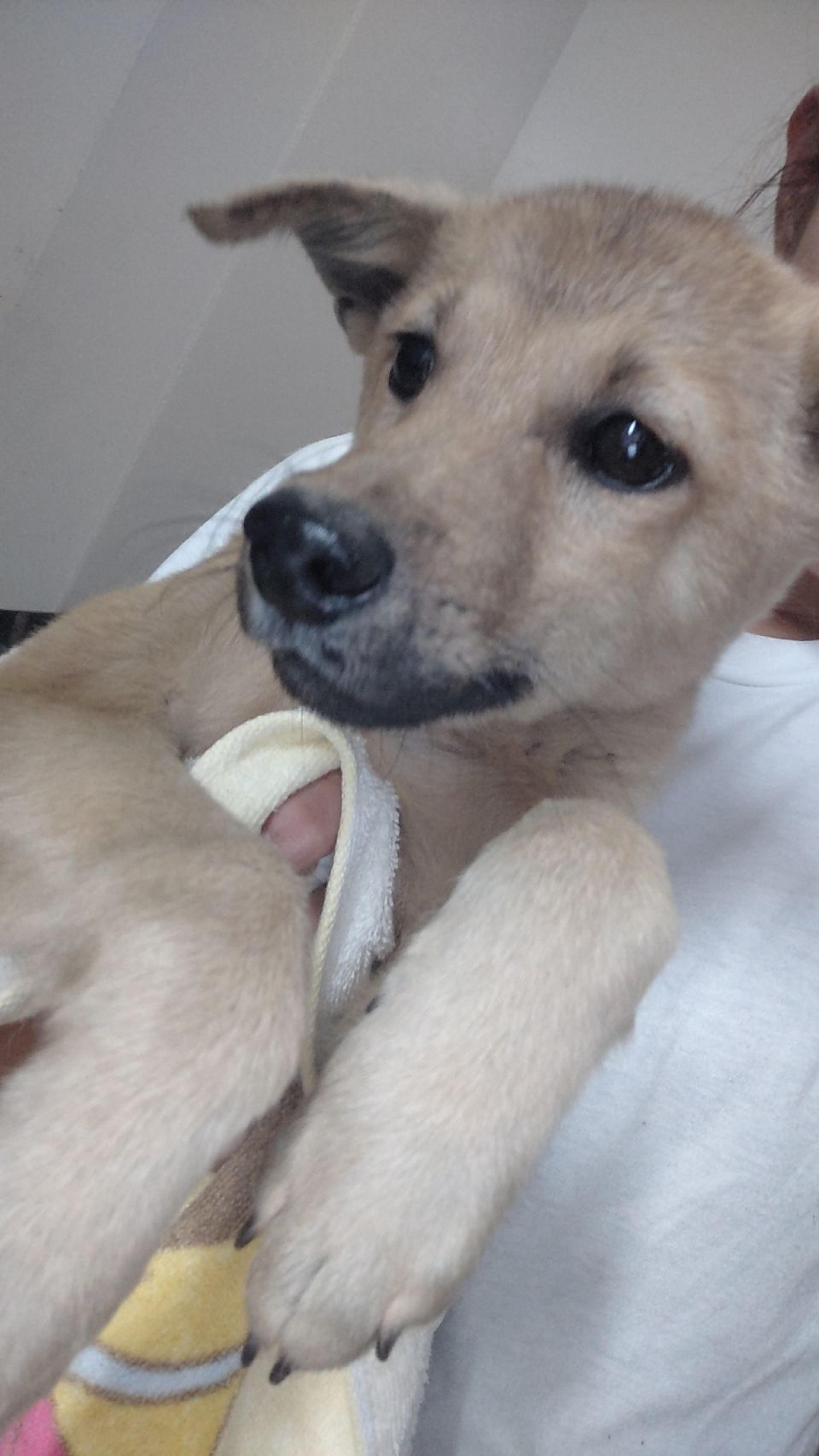 pet-image-2