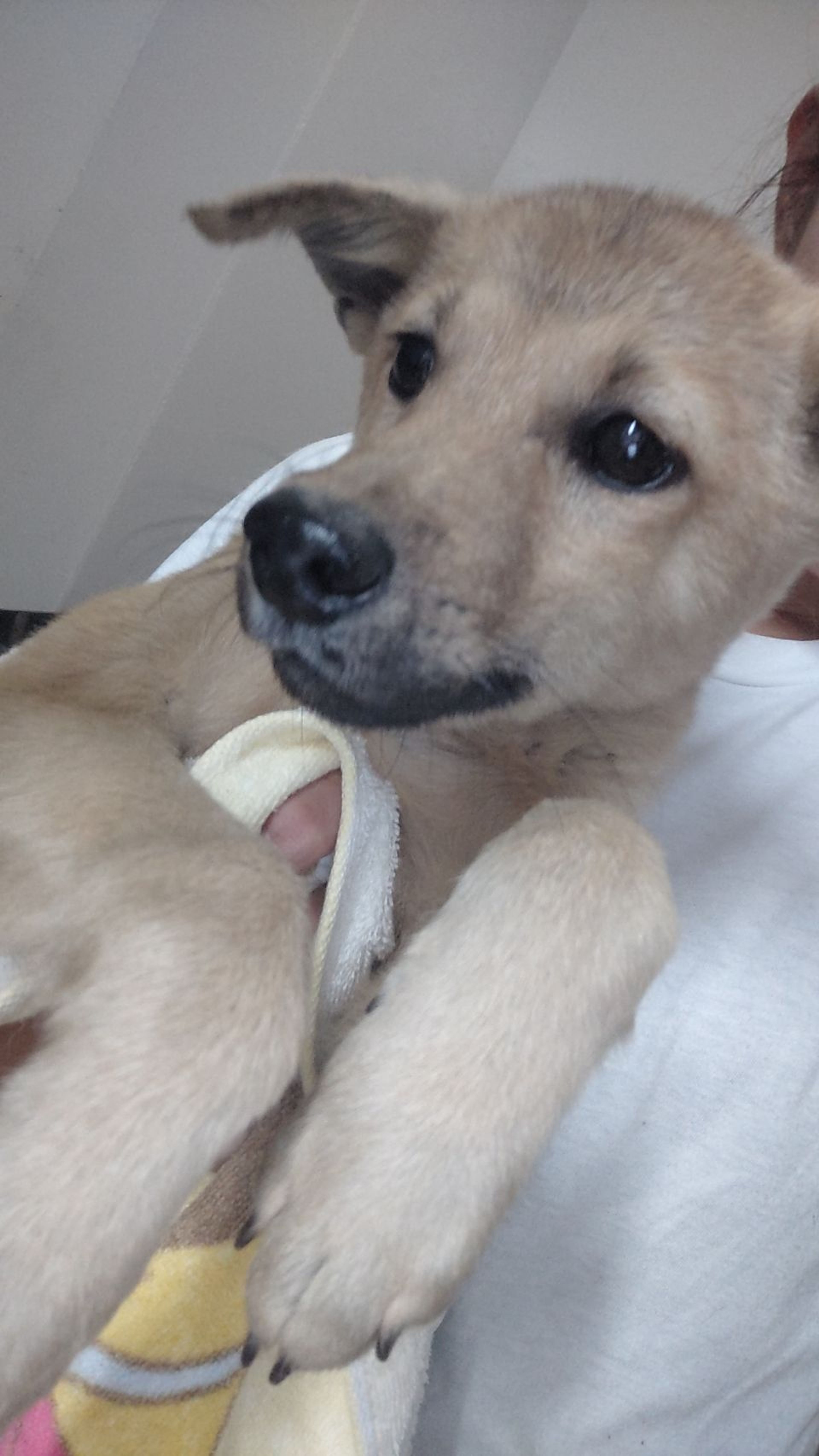 pet-image-2