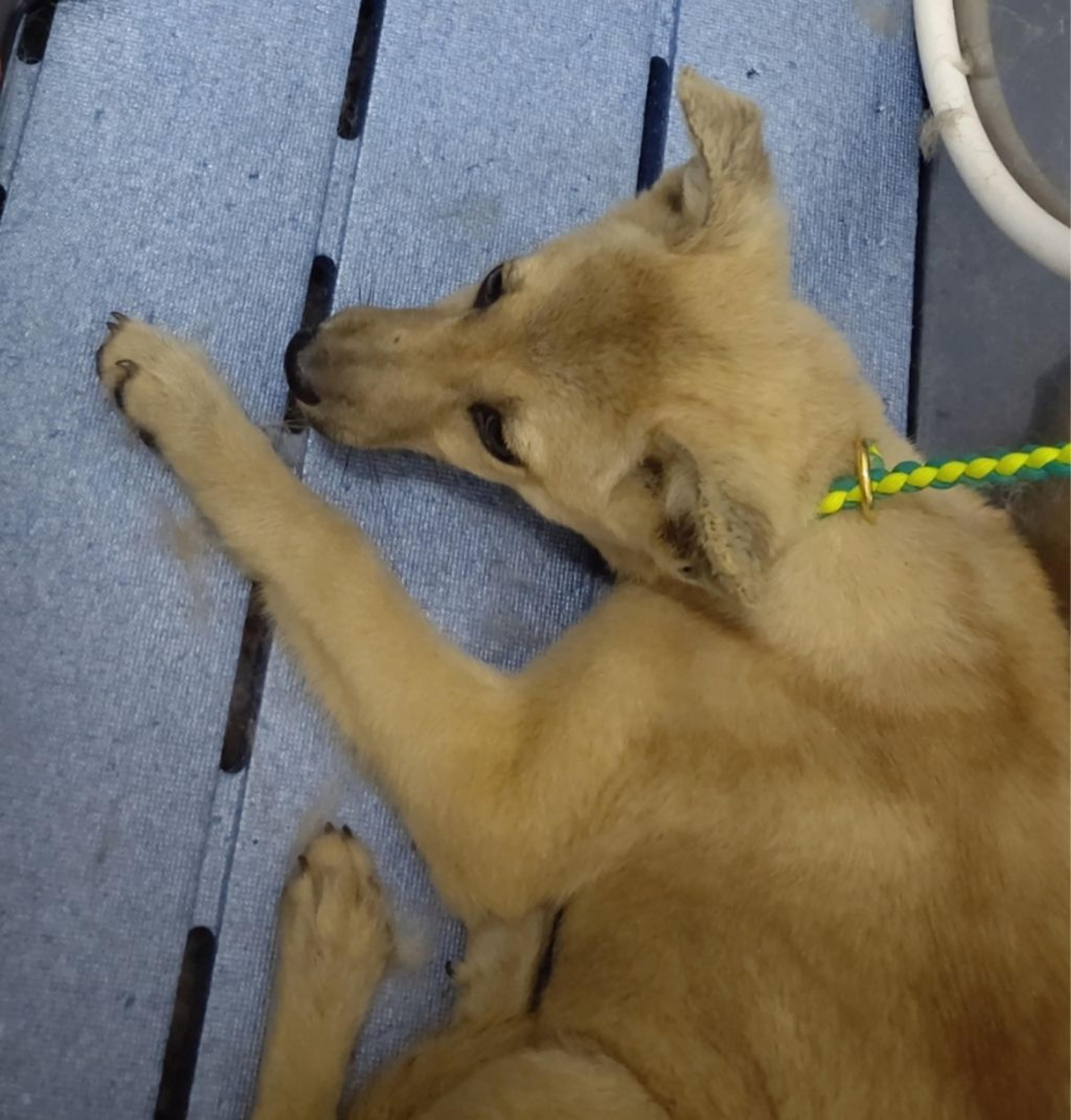 pet-image-3