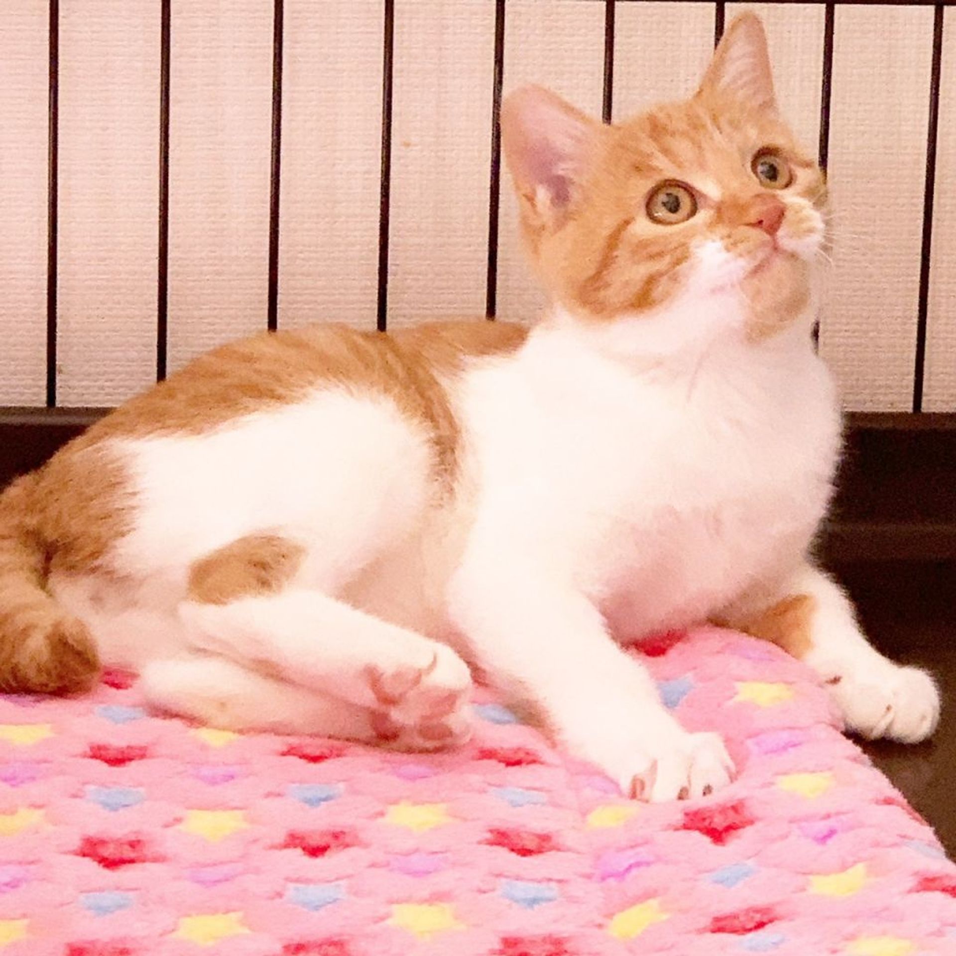 雑種（ミックス猫）・オスの里親募集の写真