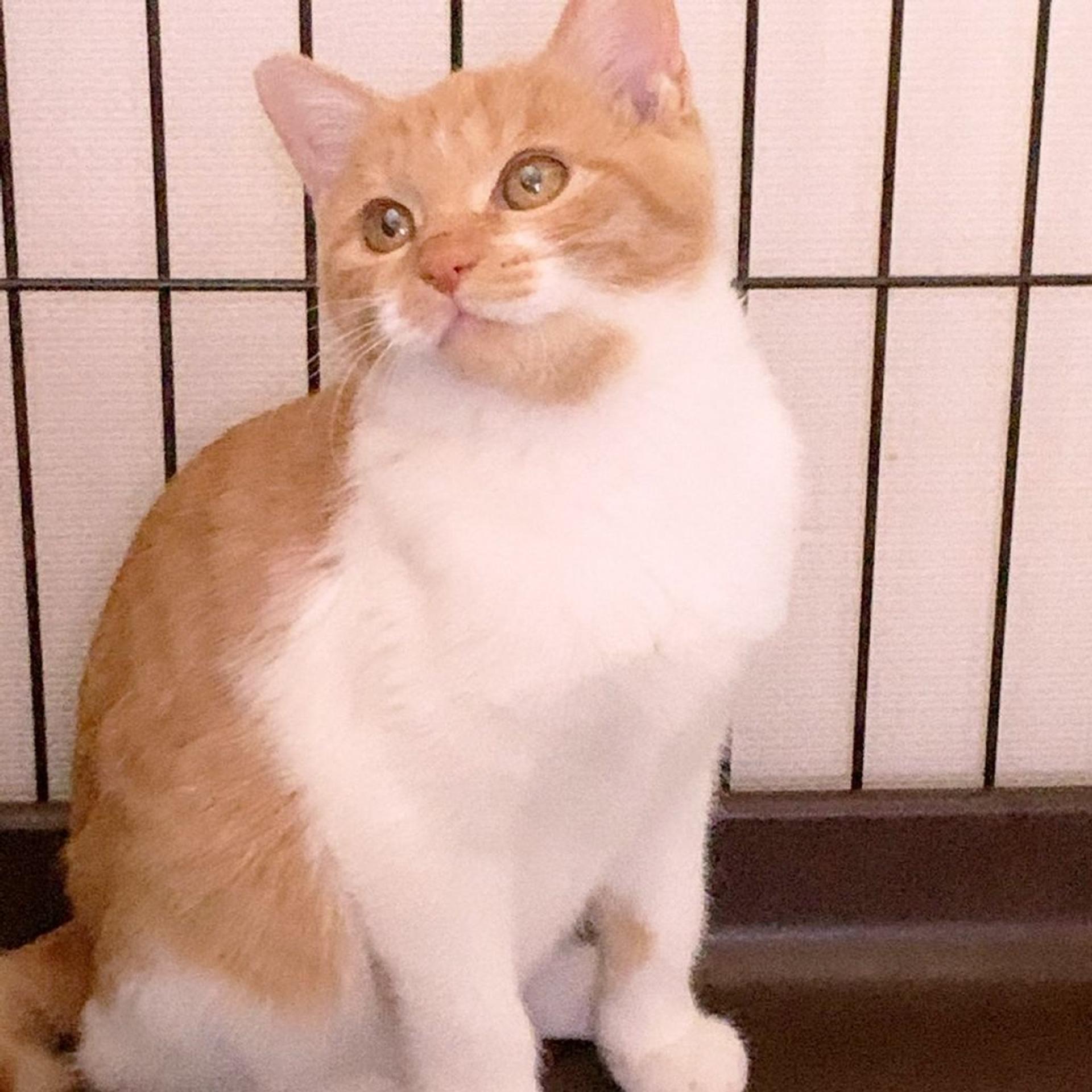 pet-image-2