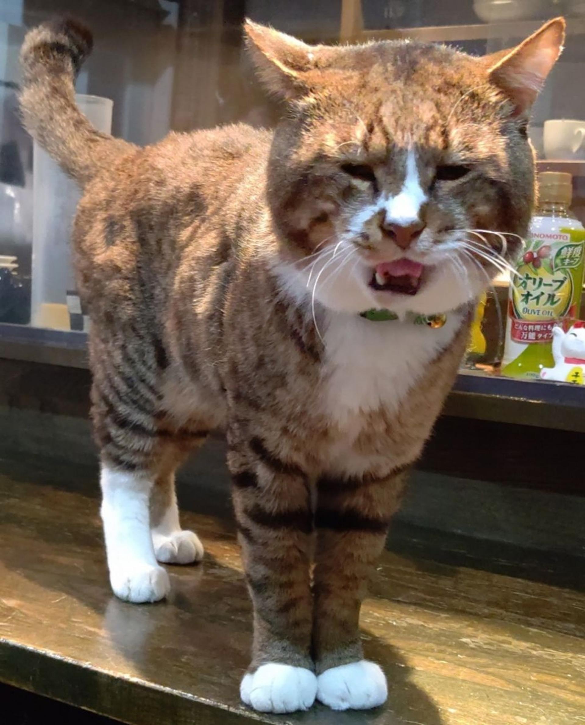 pet-image-3