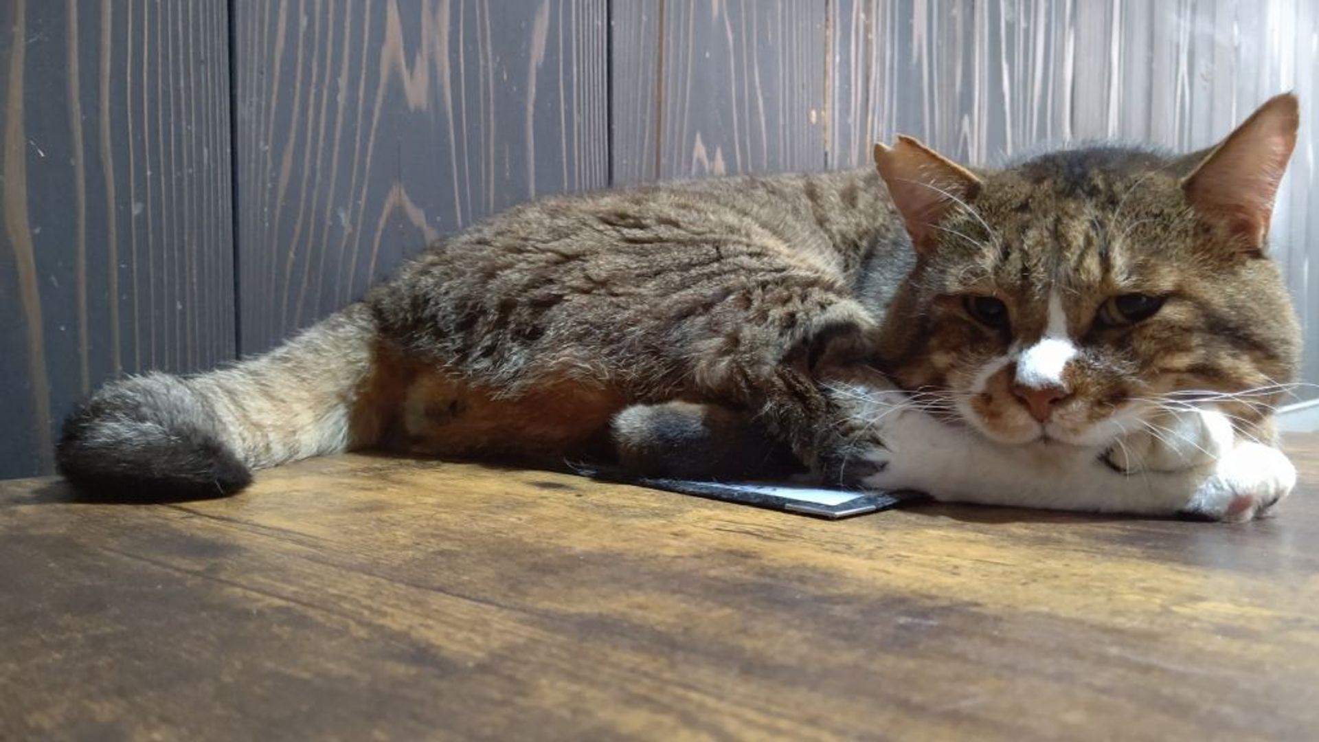 雑種（ミックス猫）・オスの里親募集の写真
