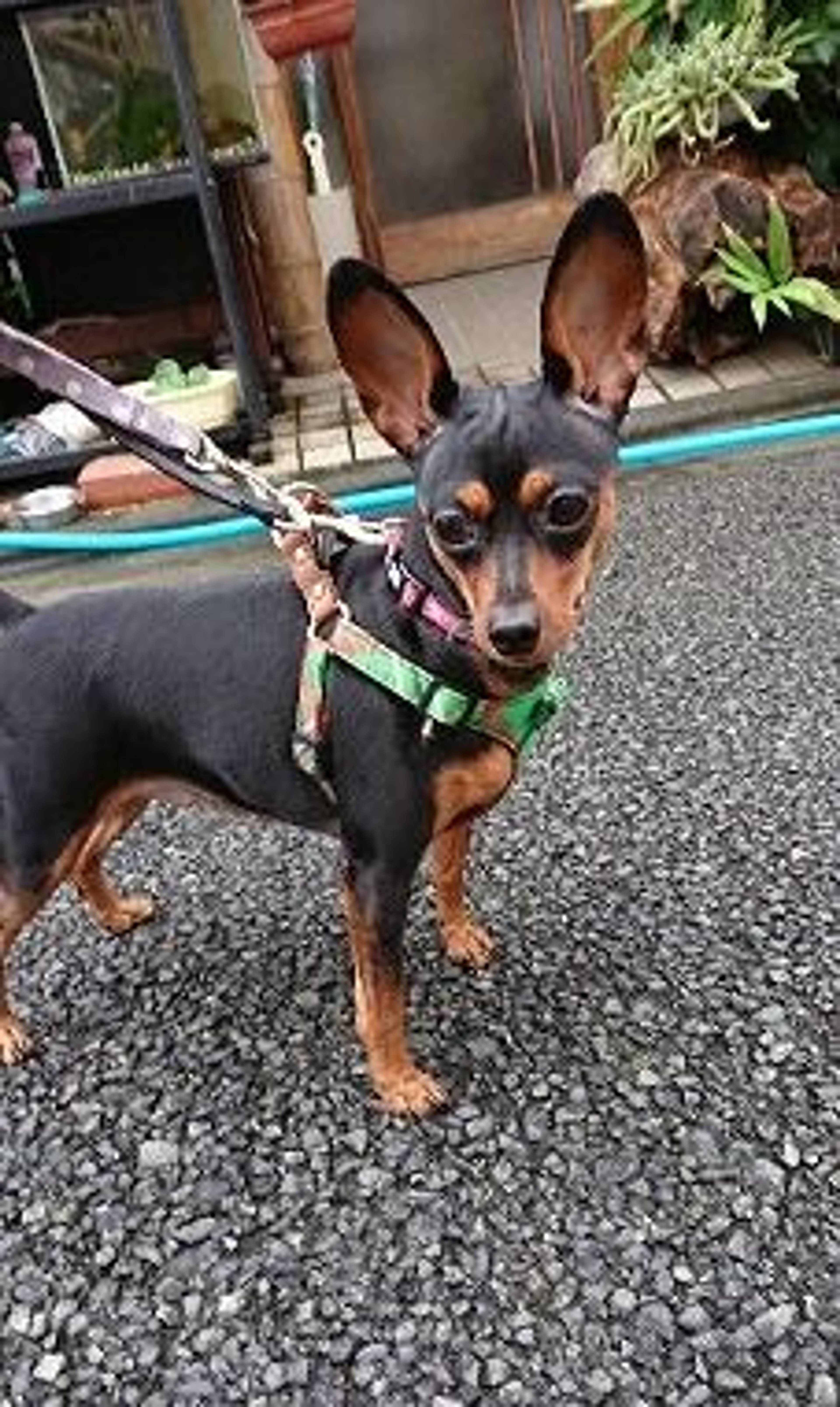 ミニチュア・ピンシャー・メスの里親募集の写真