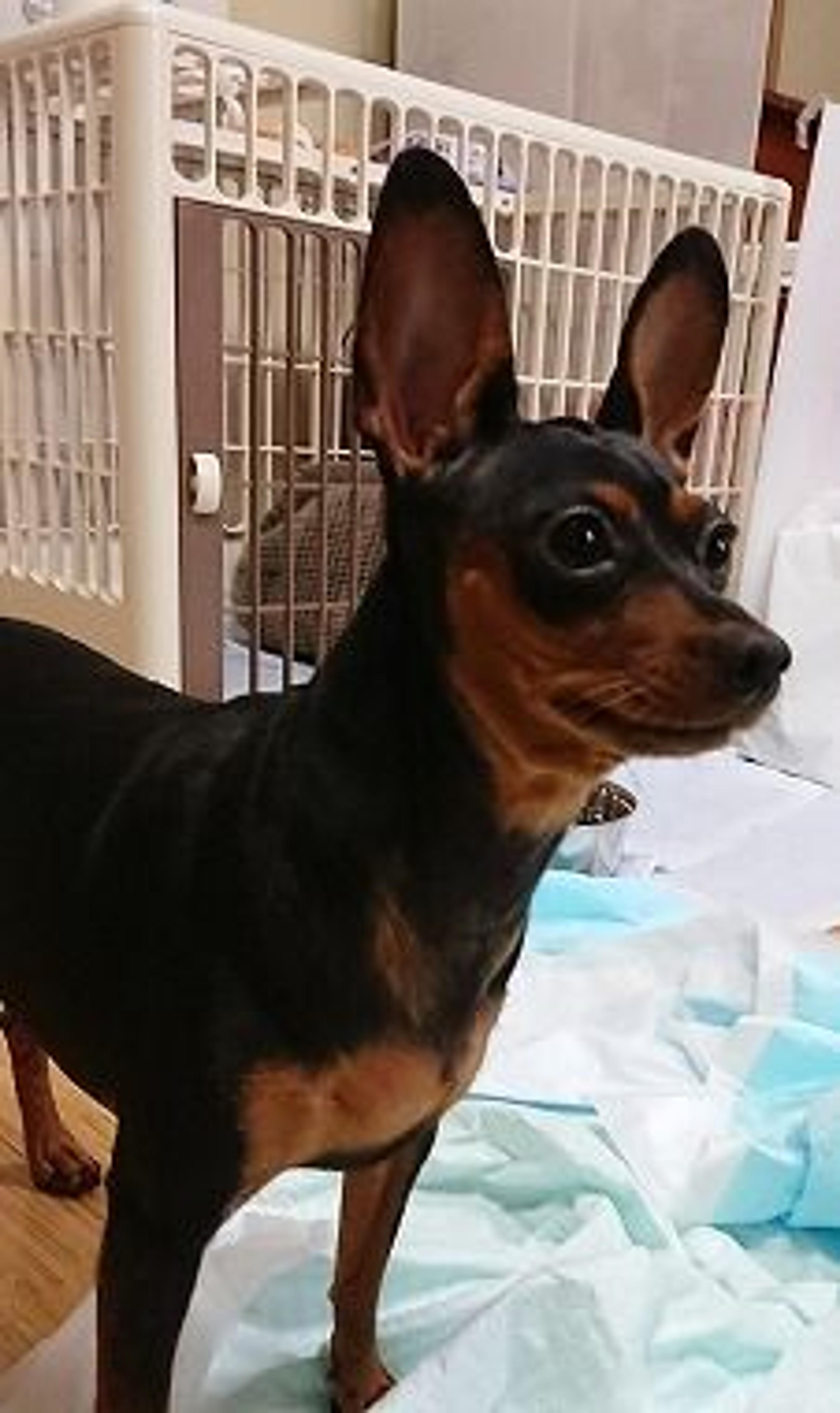 pet-image-2