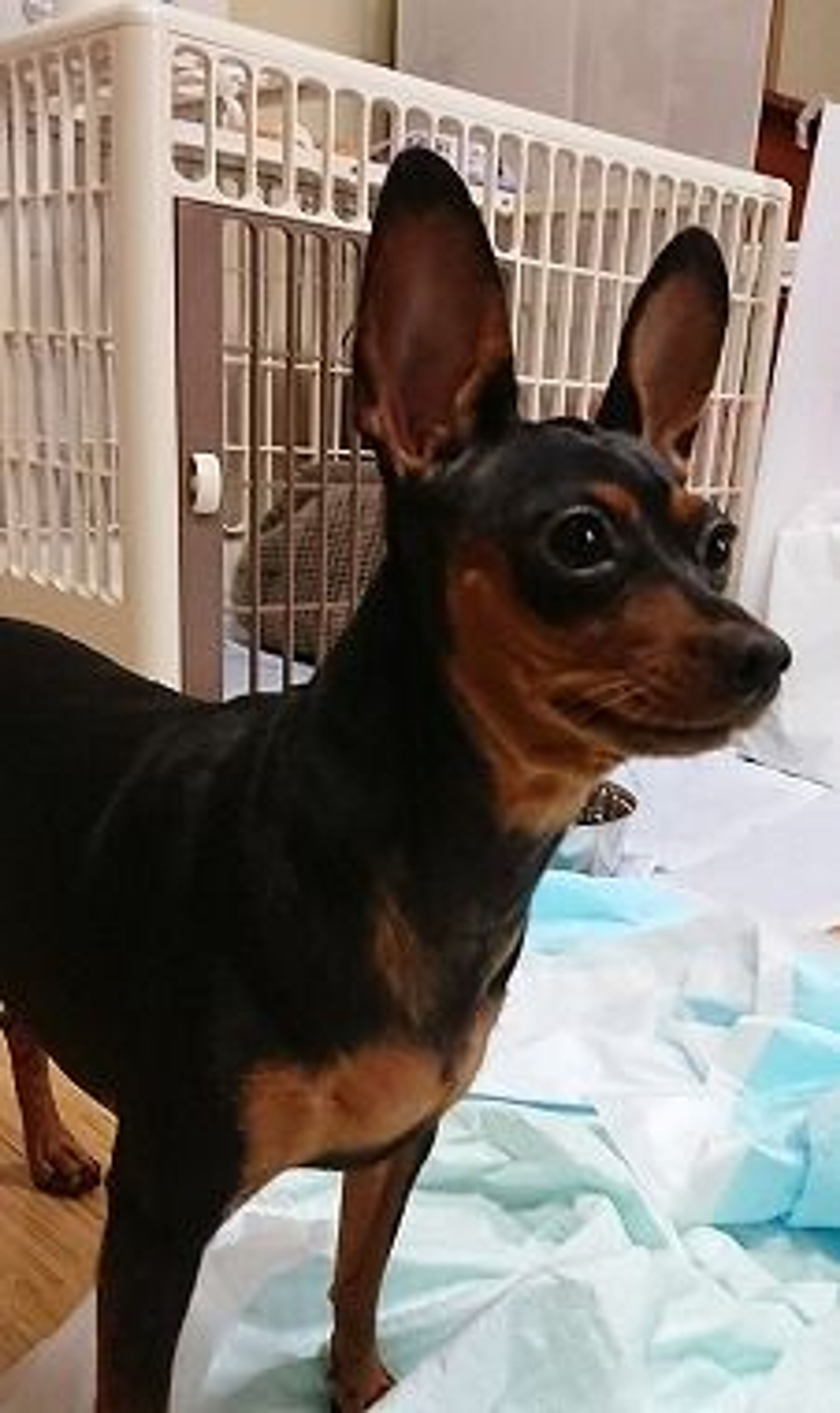 pet-image-2