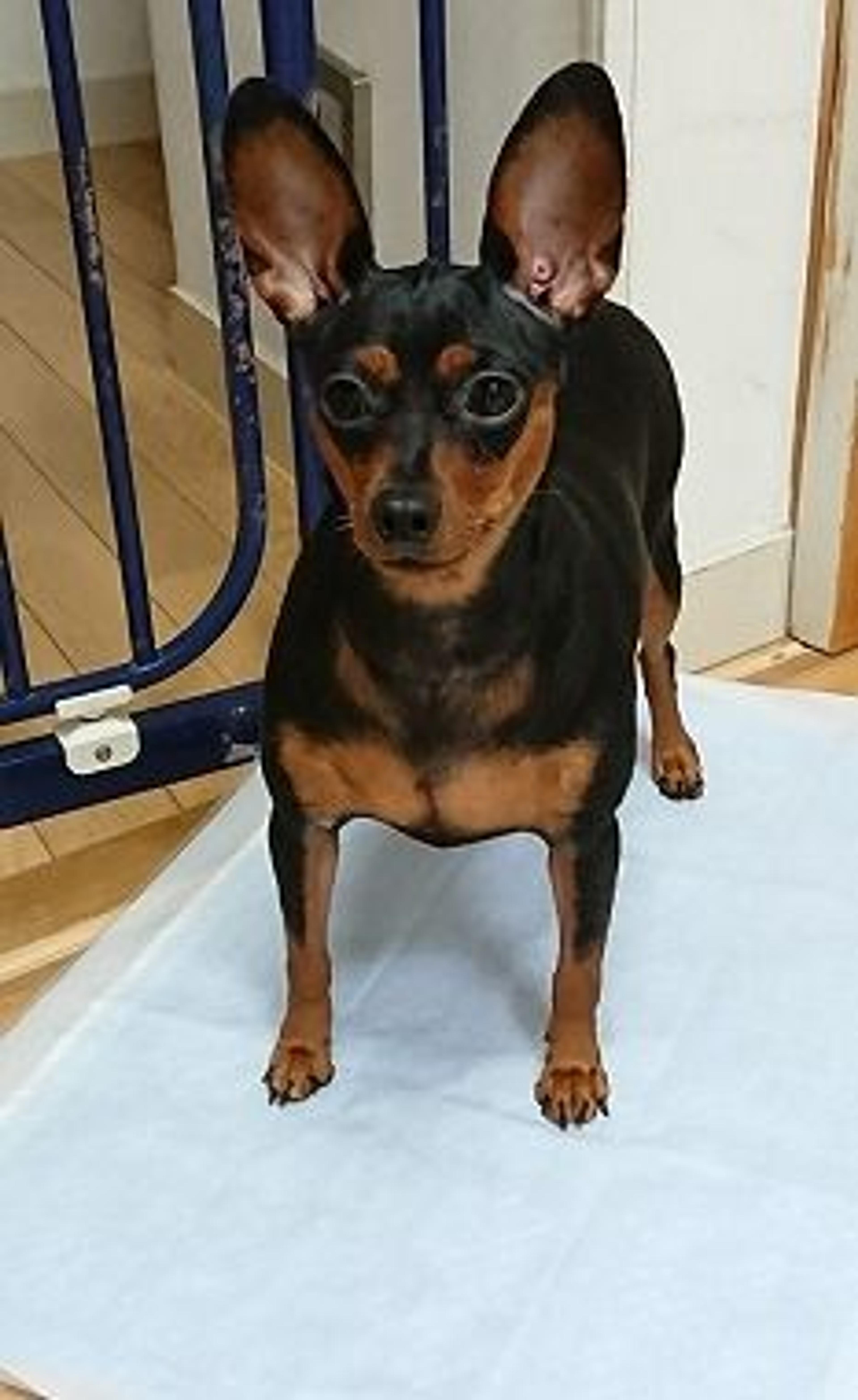 pet-image-3