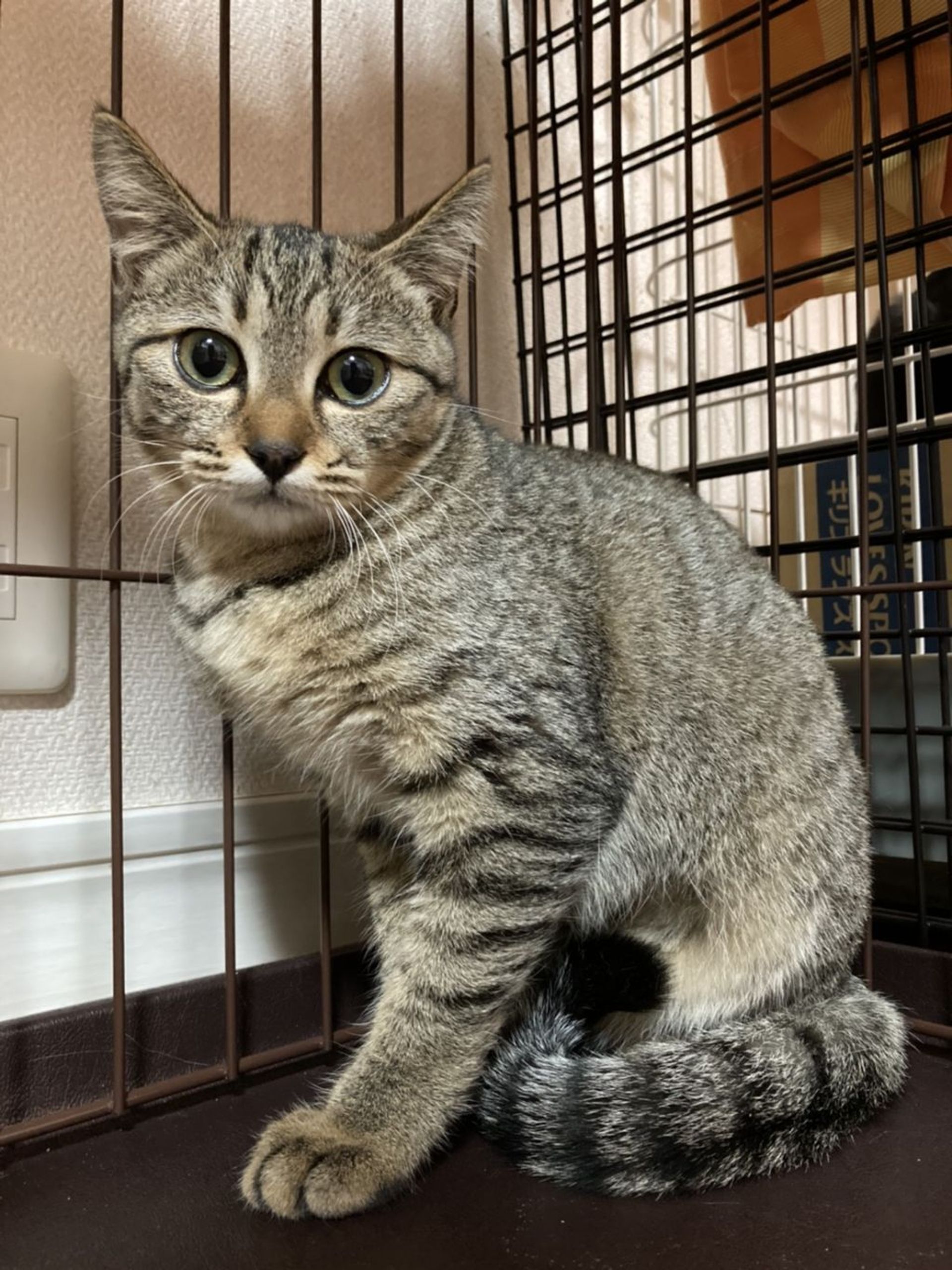 雑種（ミックス猫）・メスの里親募集の写真