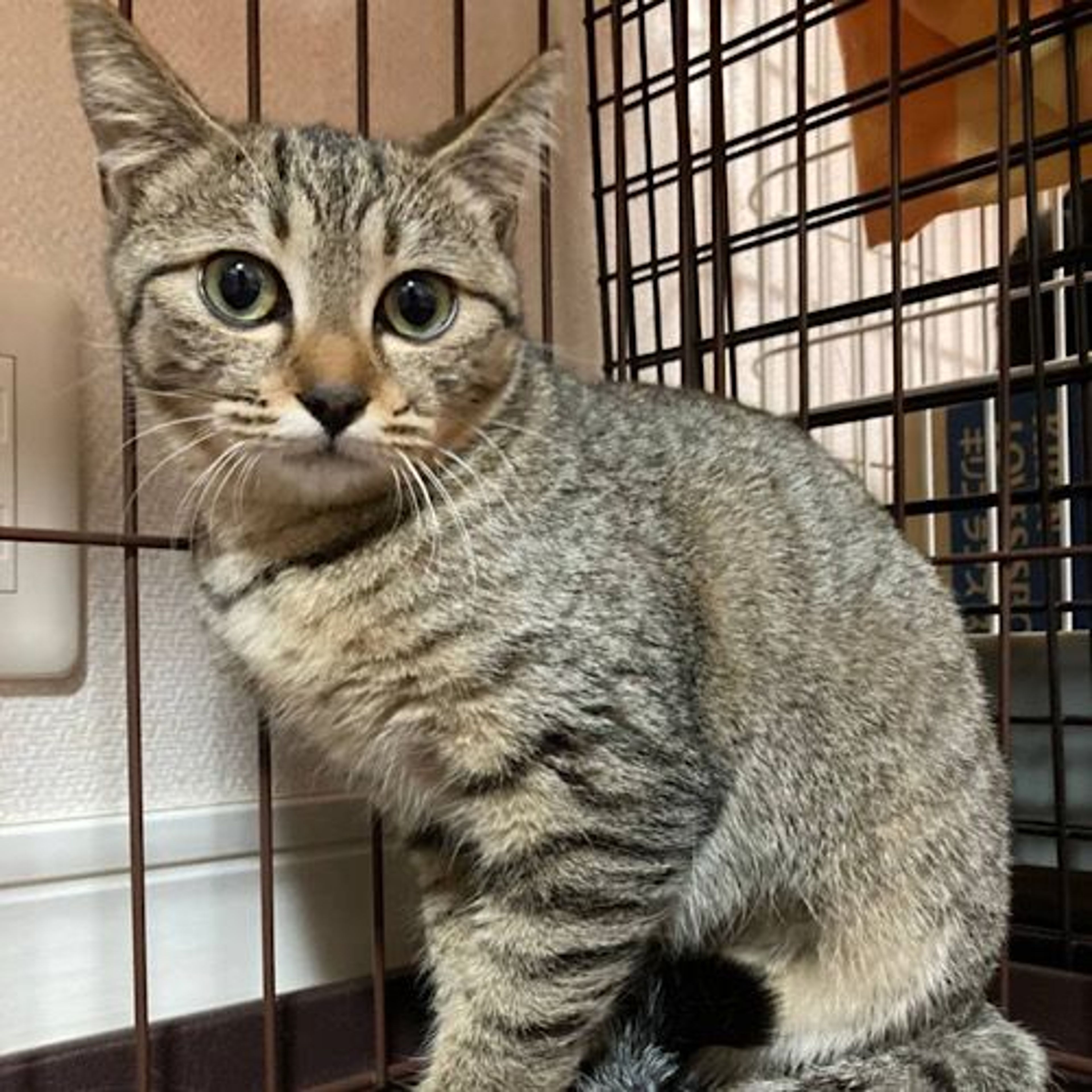 pet-image-5