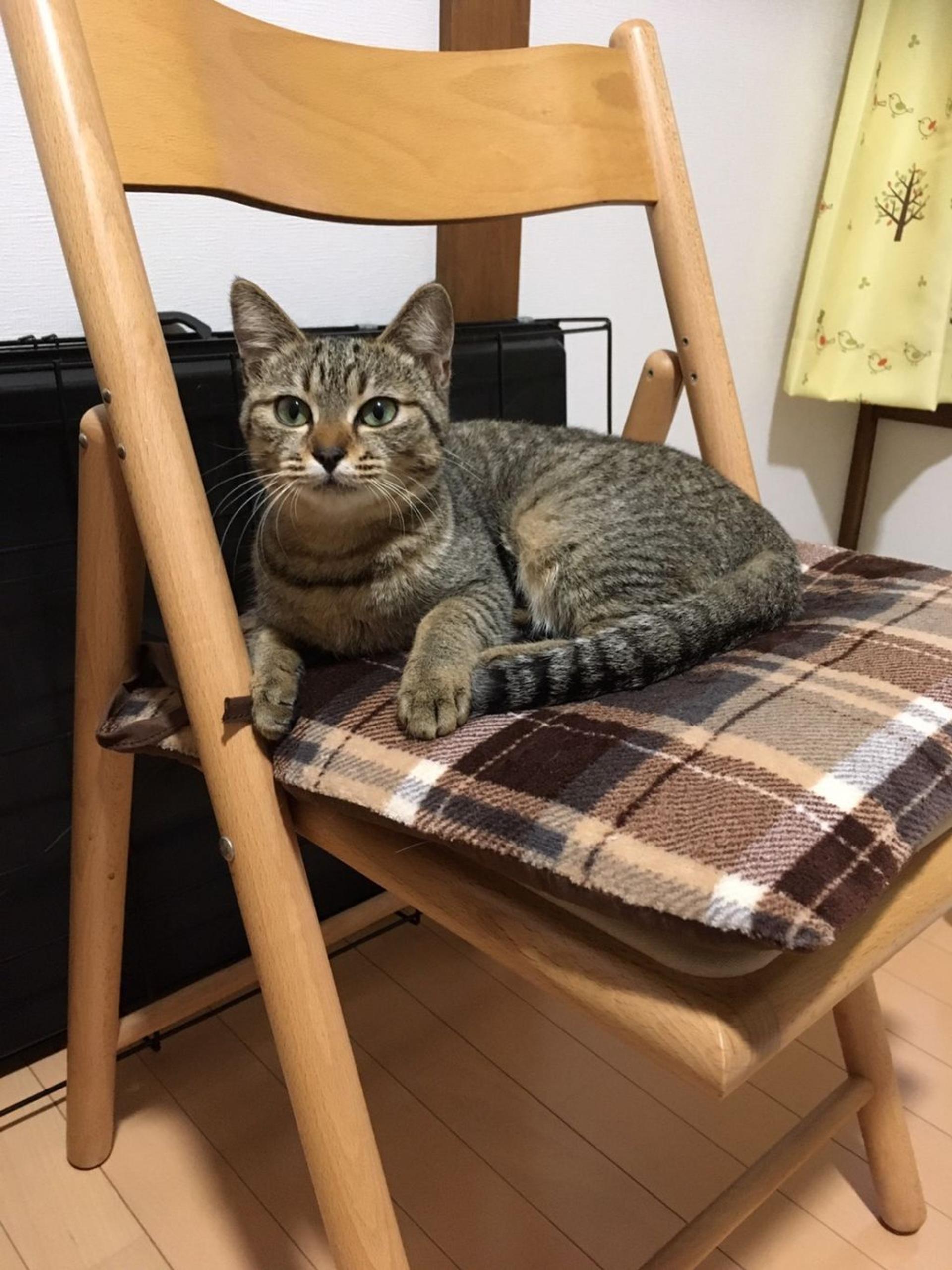 pet-image-3