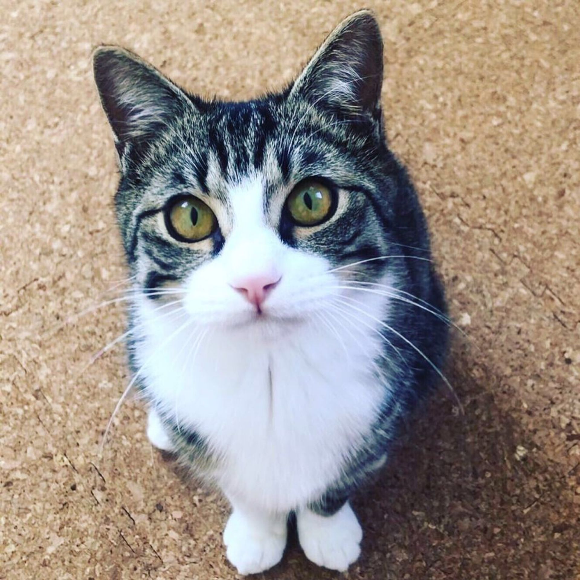 雑種（ミックス猫）・オスの里親募集の写真