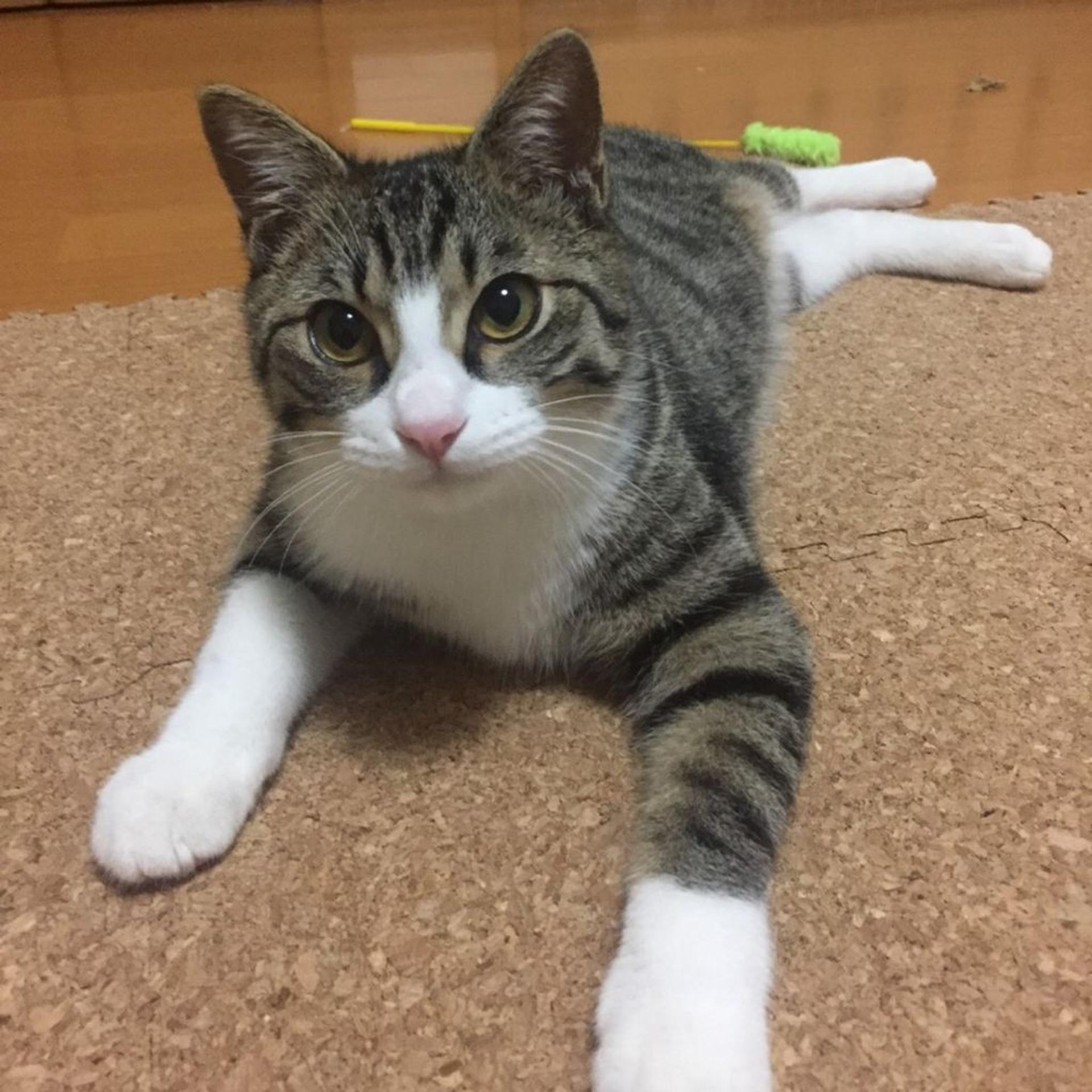 pet-image-2