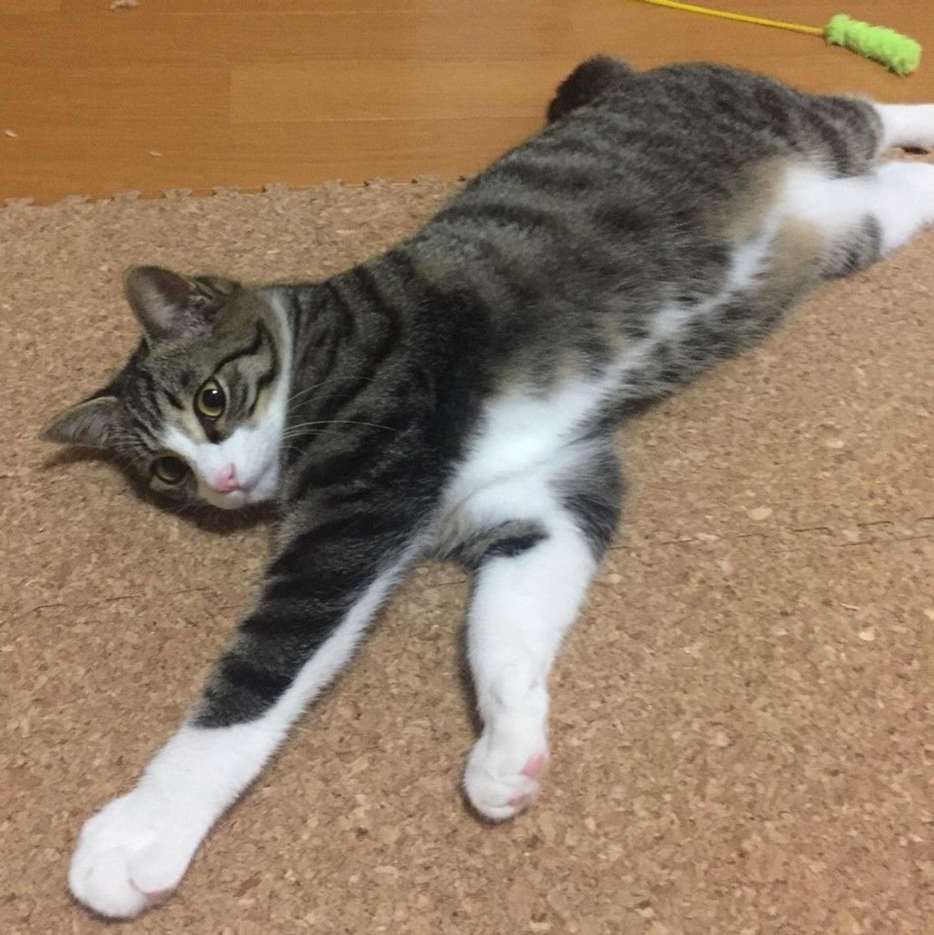 pet-image-3