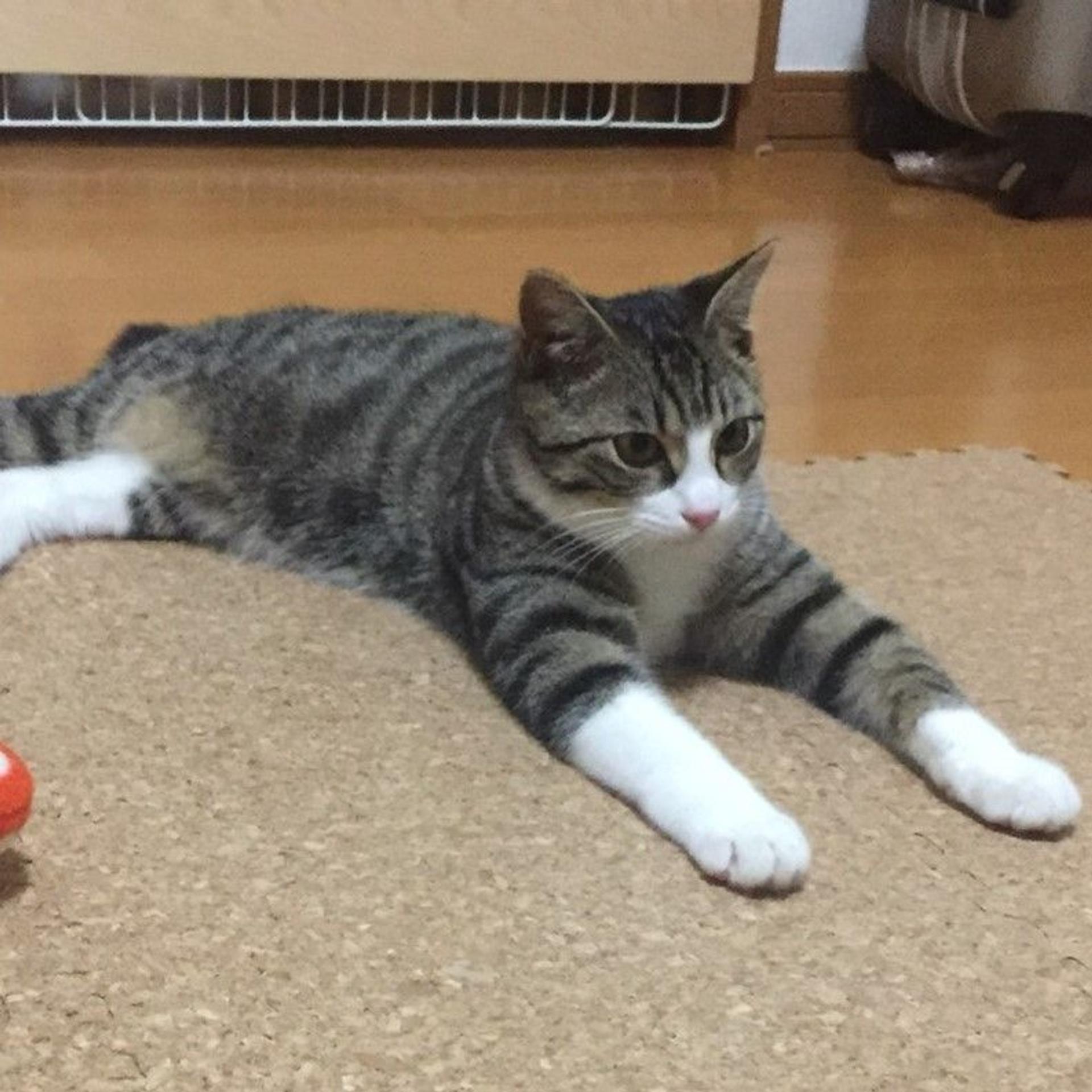 pet-image-4