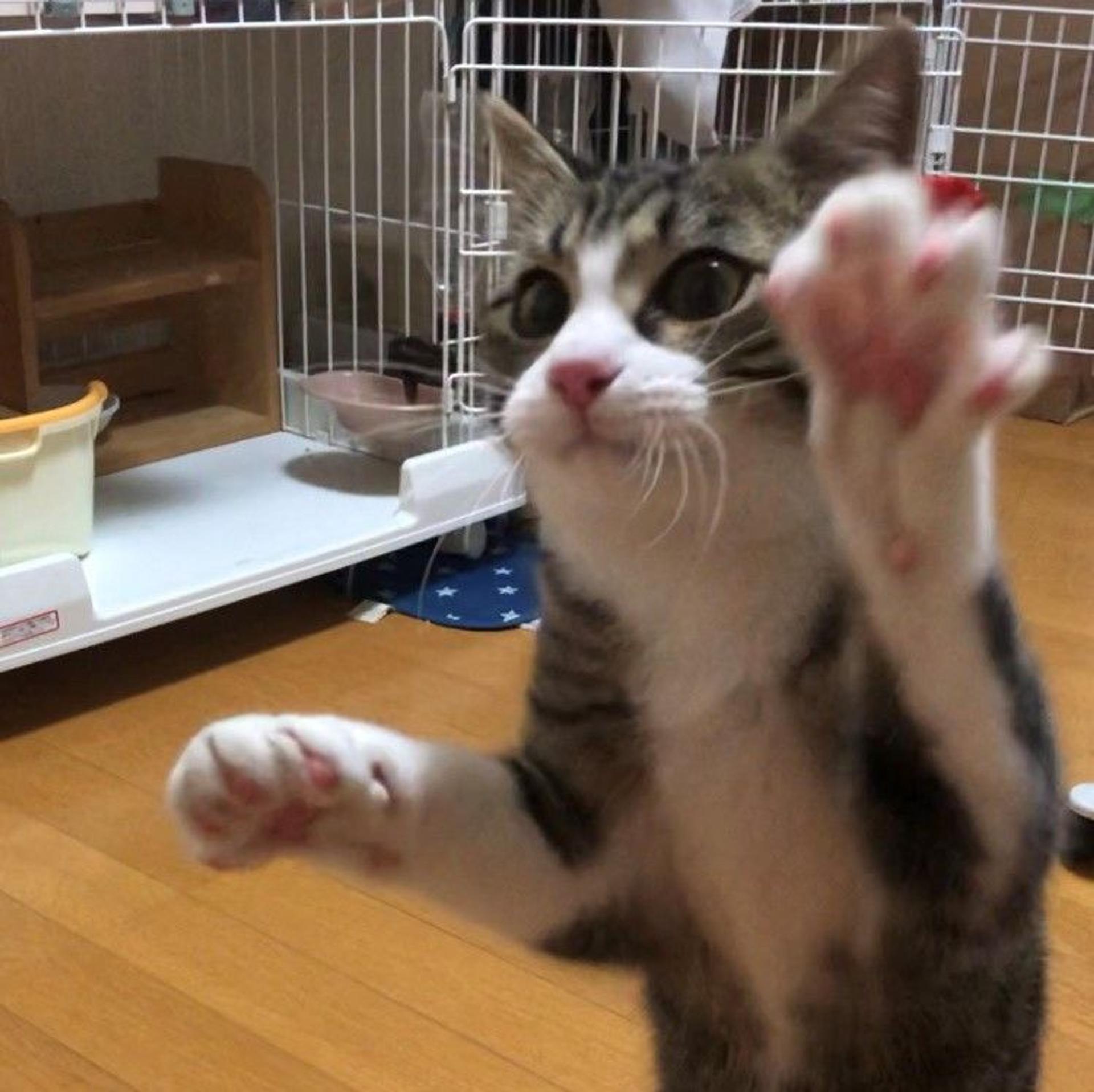 pet-image-5