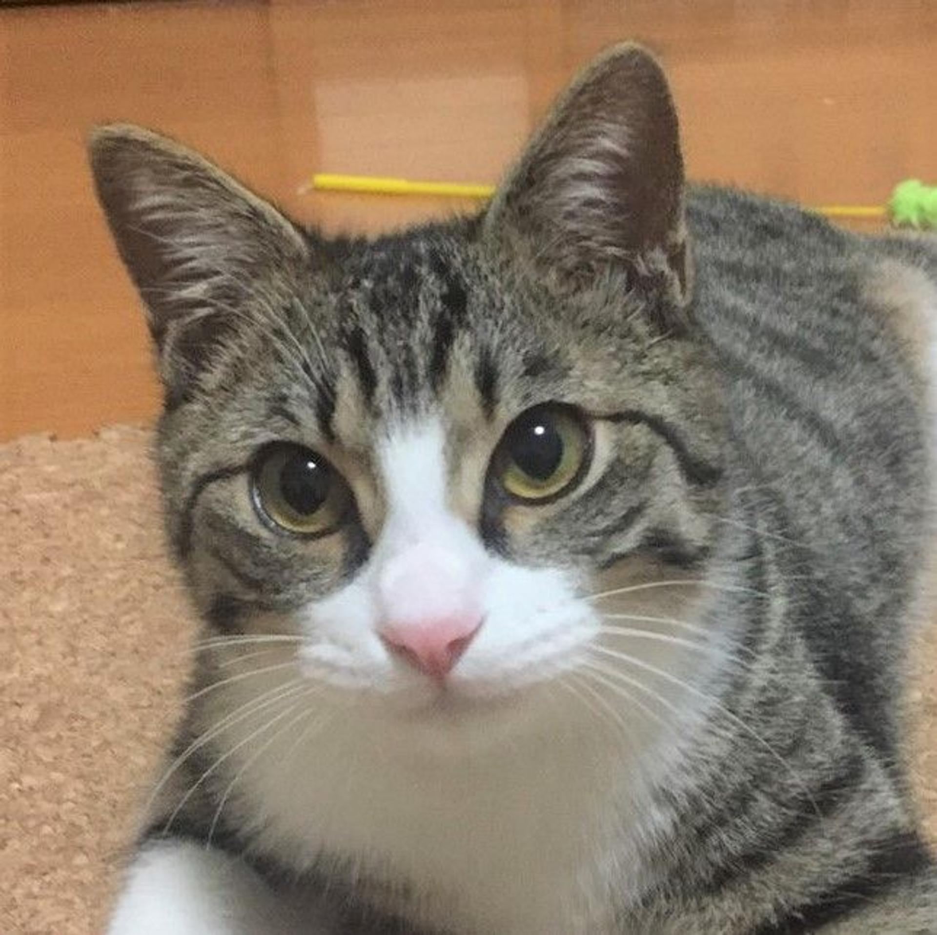 pet-image-6
