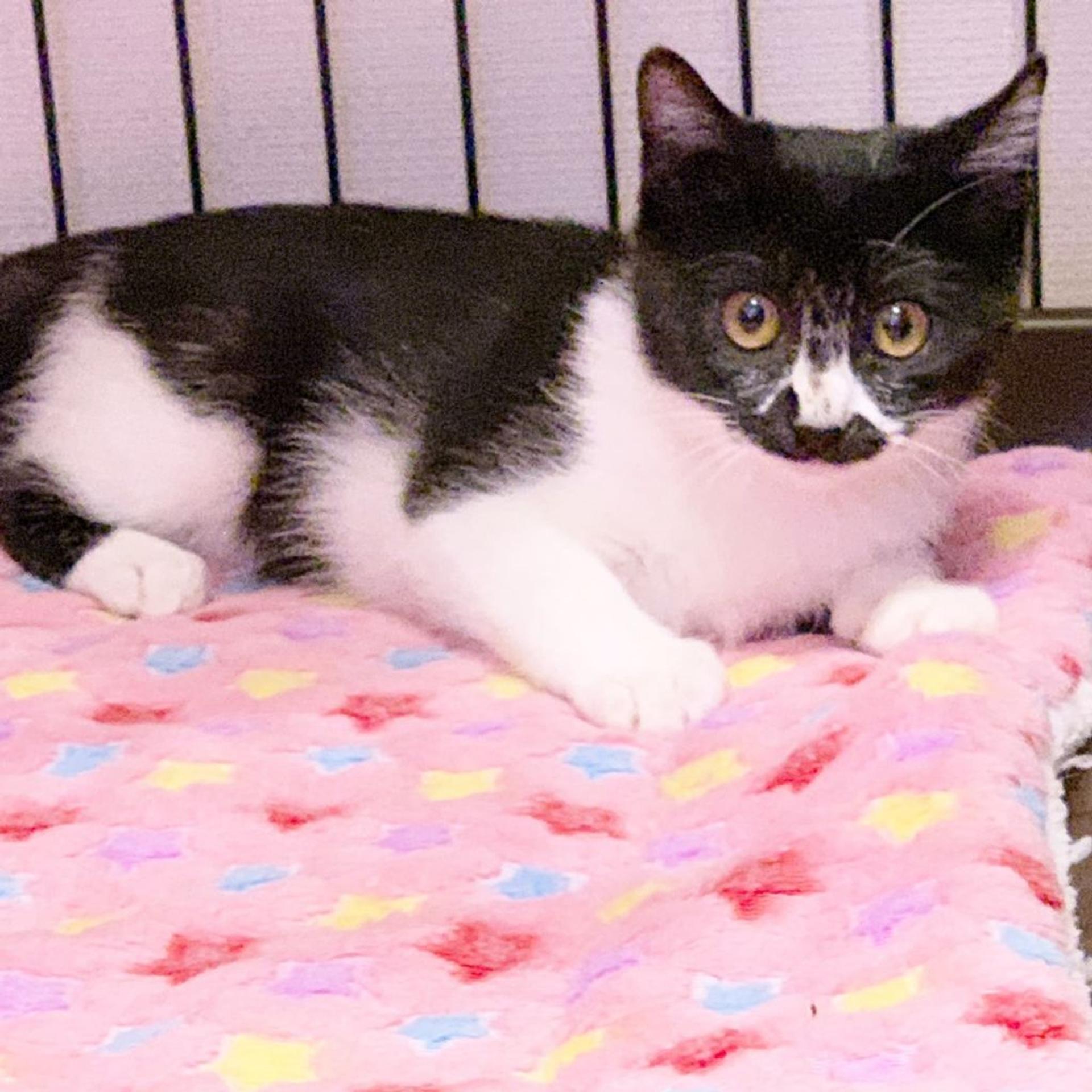 pet-image-2
