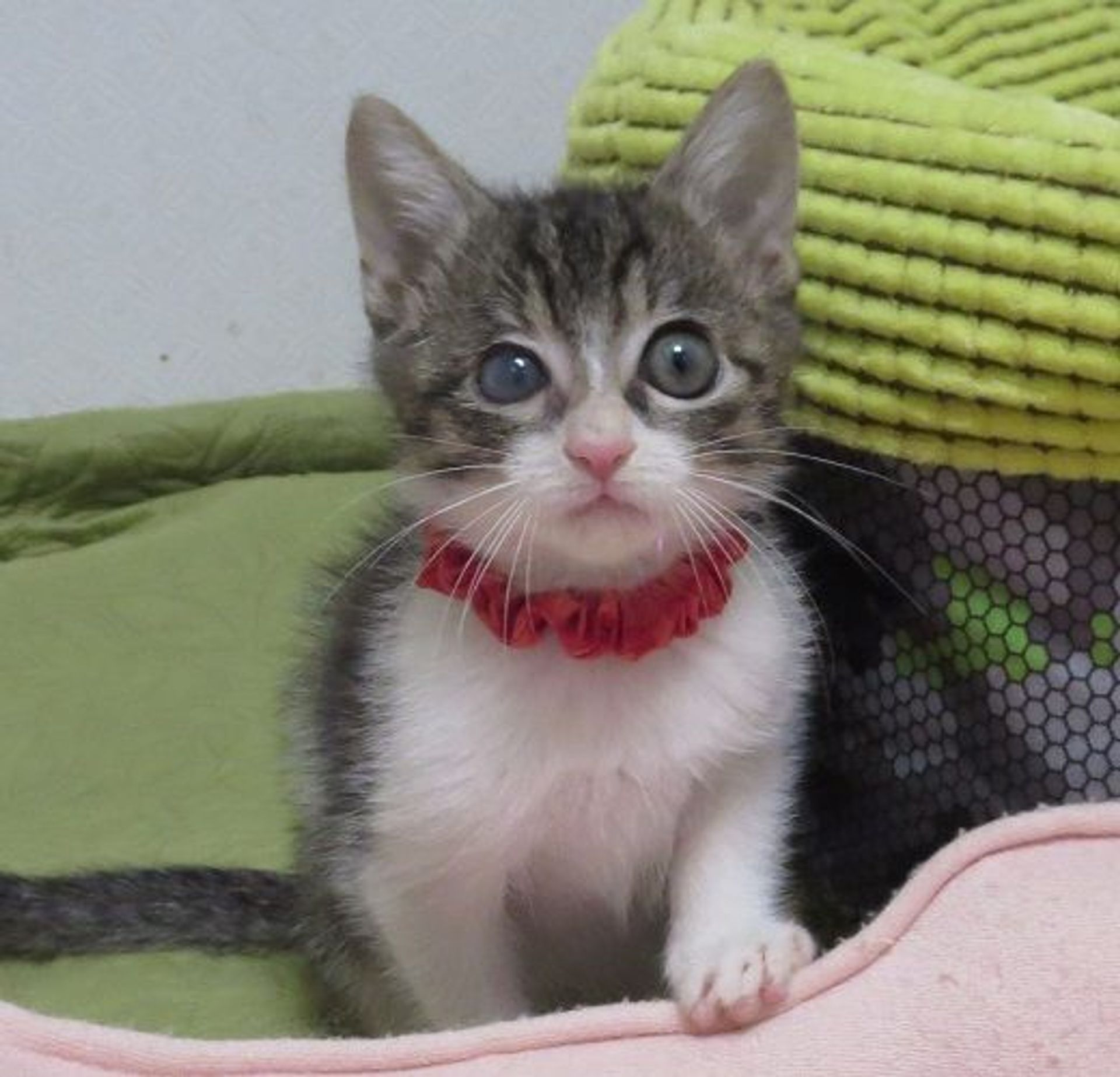 雑種（ミックス猫）・オスの里親募集の写真
