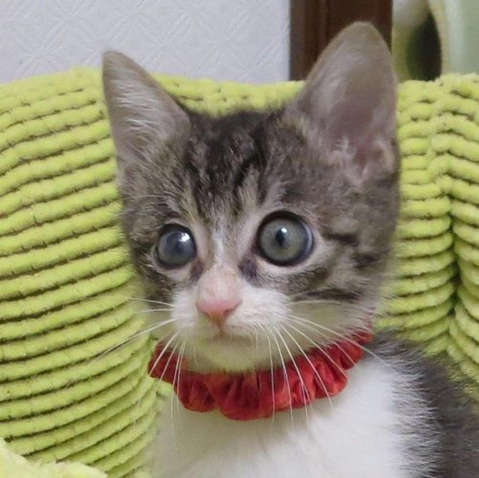 pet-image-2