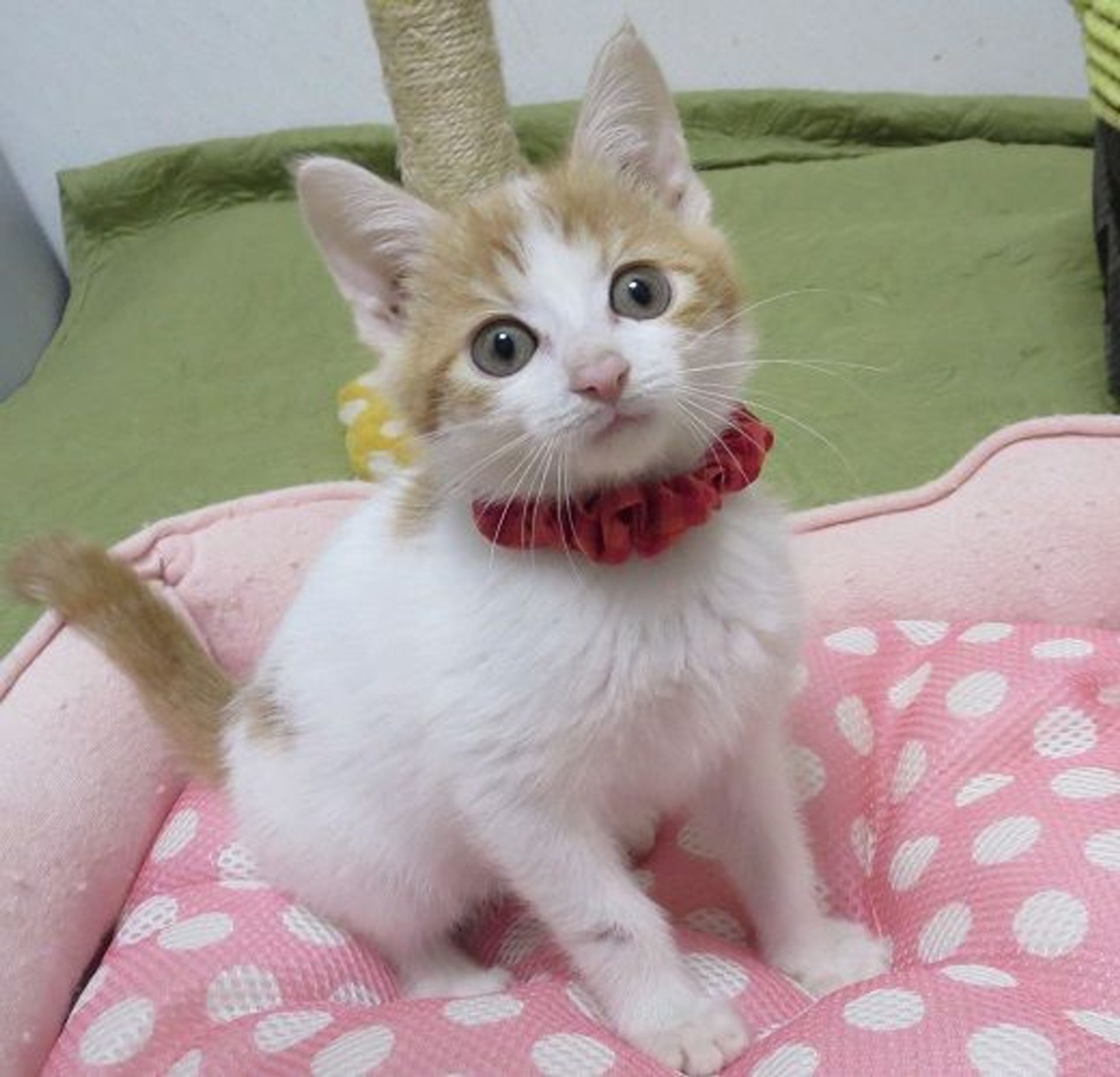 雑種（ミックス猫）・メスの里親募集の写真