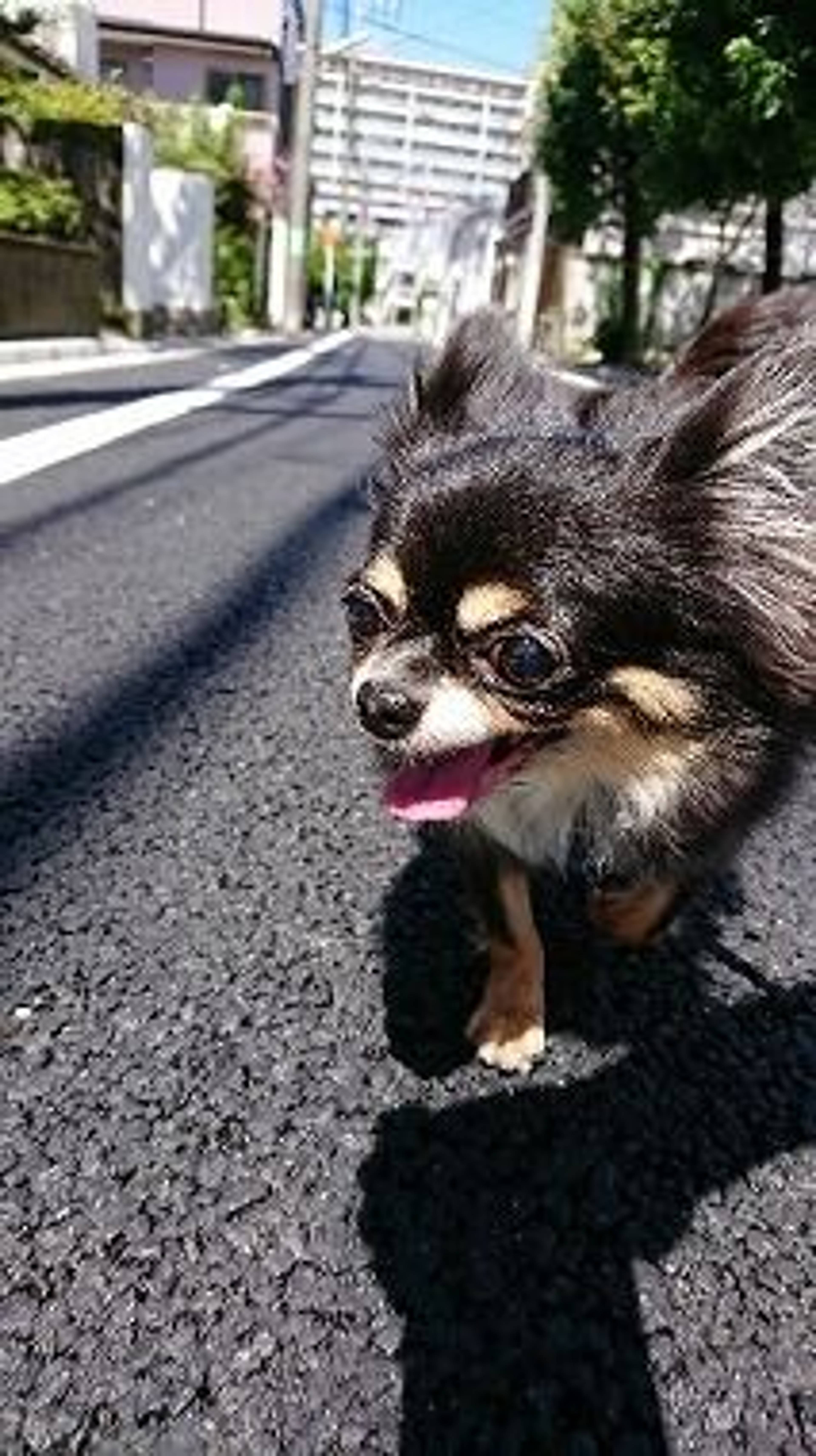 チワワ・メスの里親募集の写真