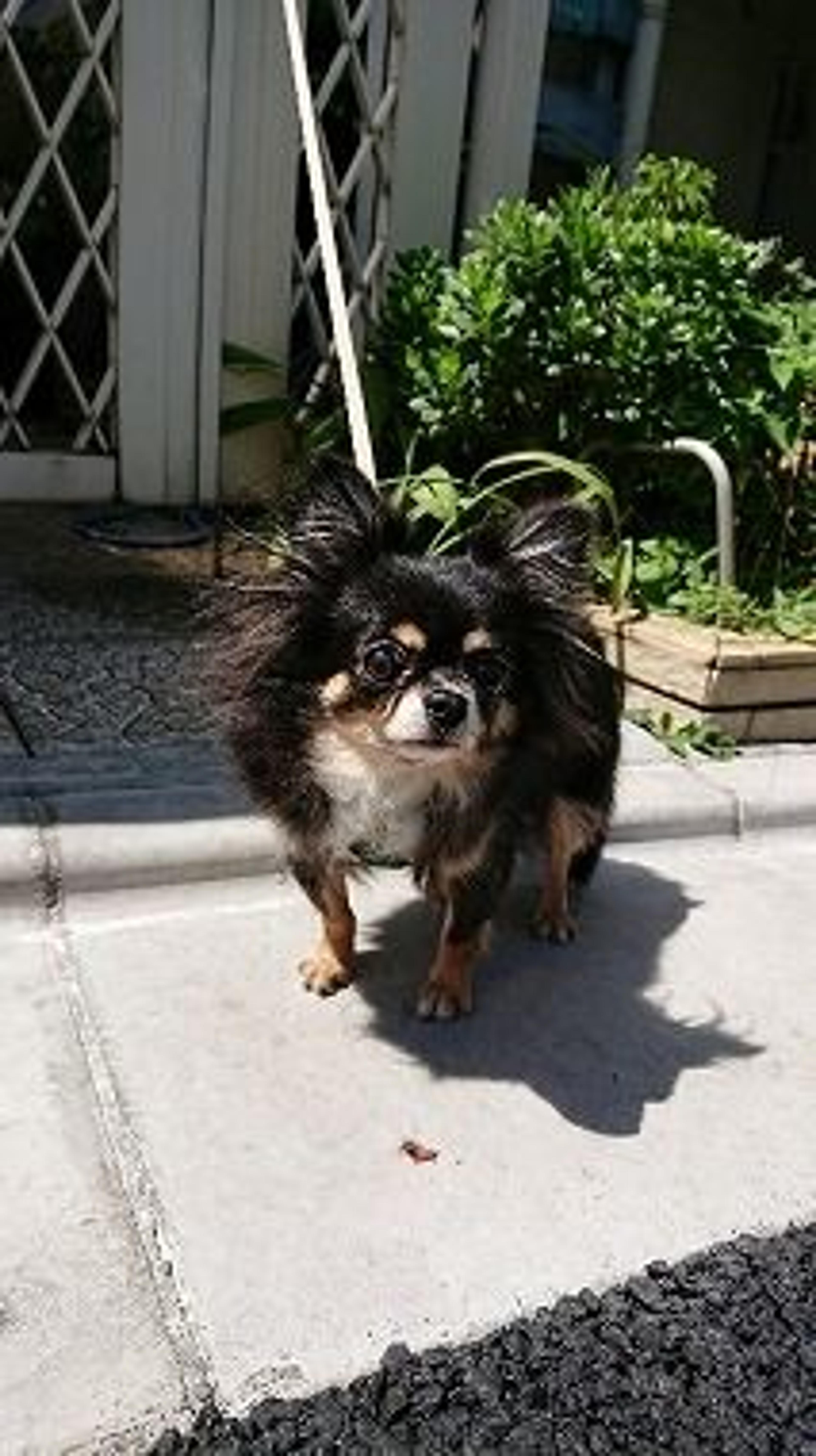 pet-image-2