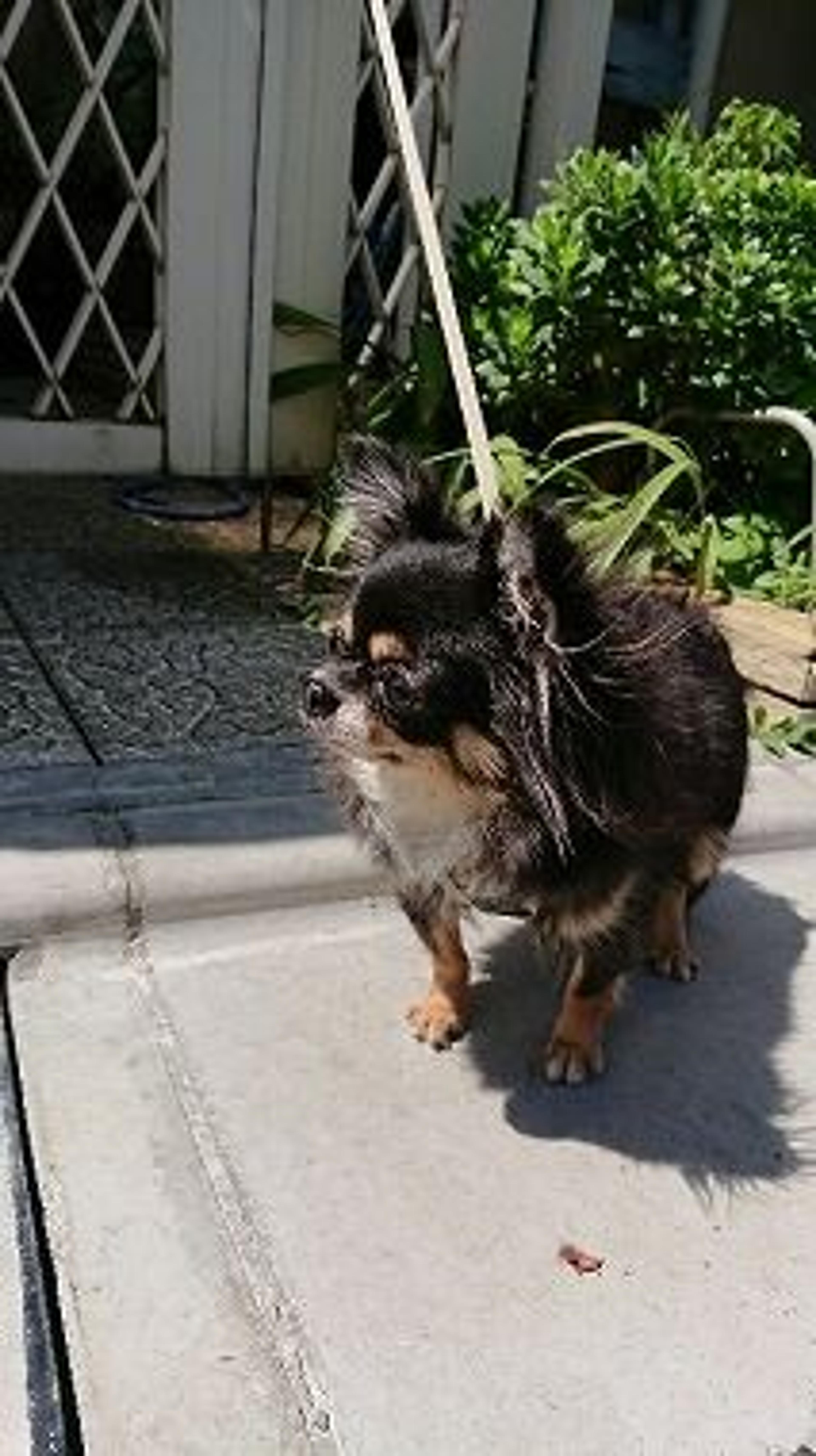 pet-image-3