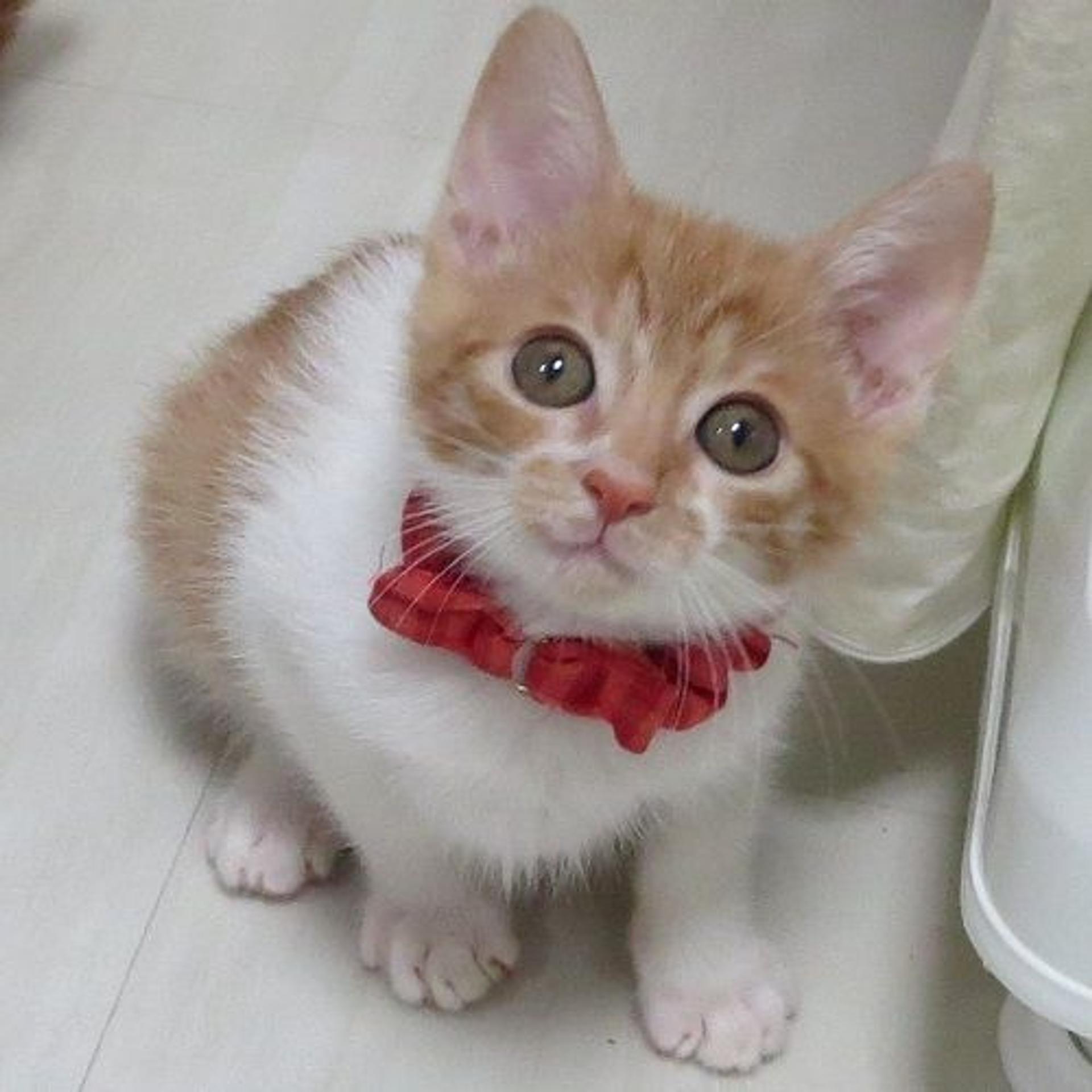 pet-image-2