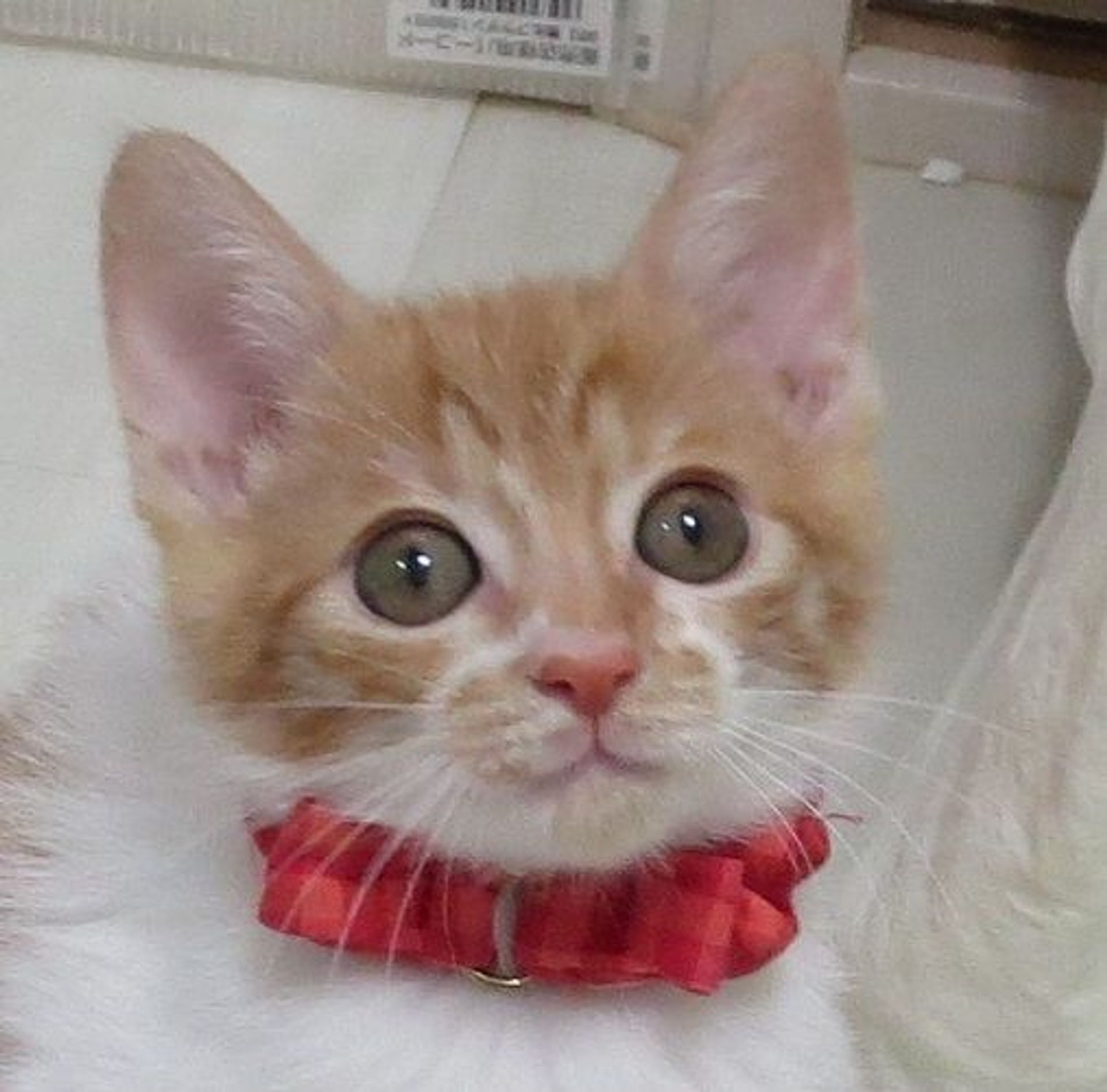 雑種（ミックス猫）・オスの里親募集の写真