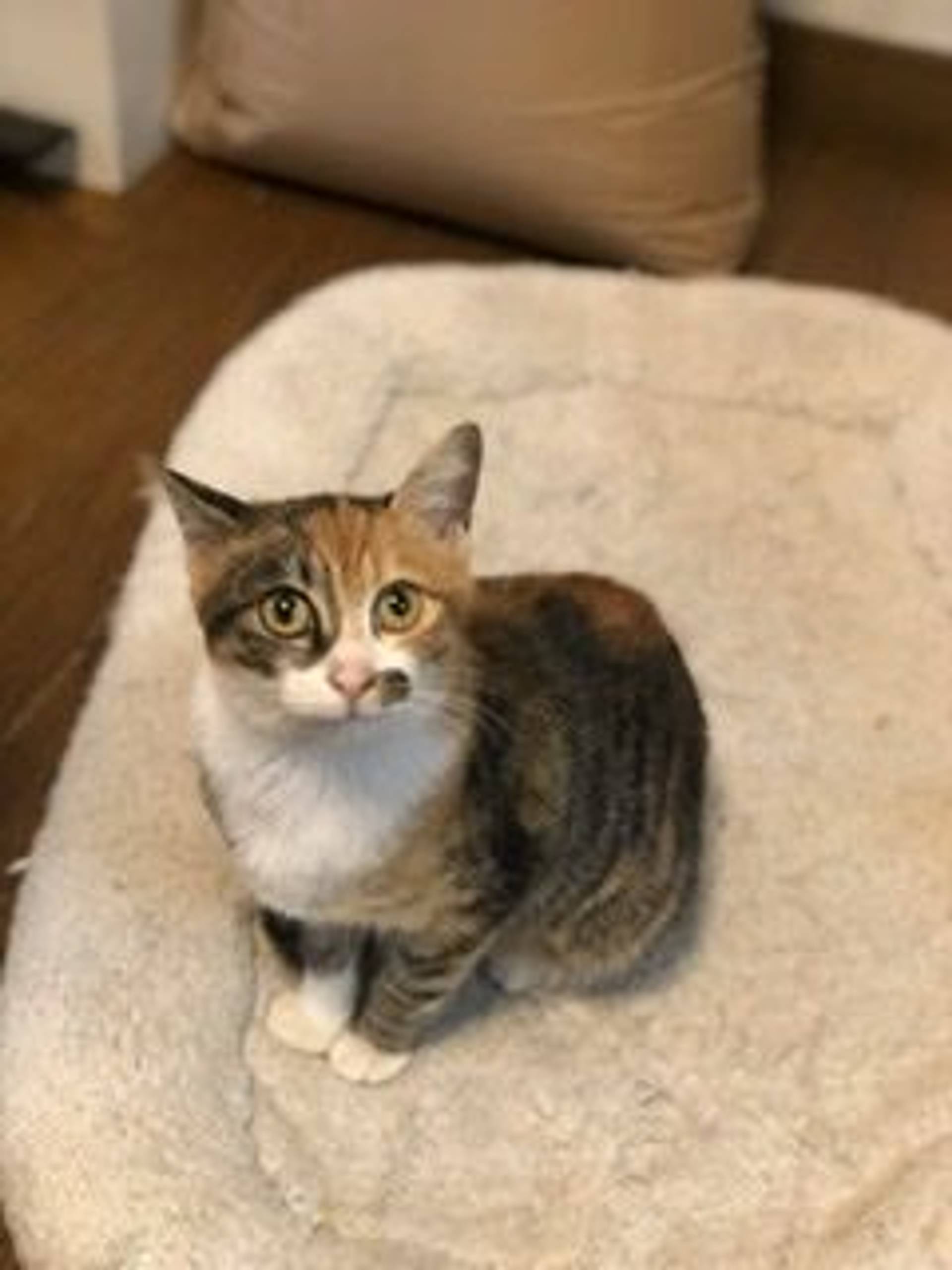 雑種（ミックス猫）・メスの里親募集の写真