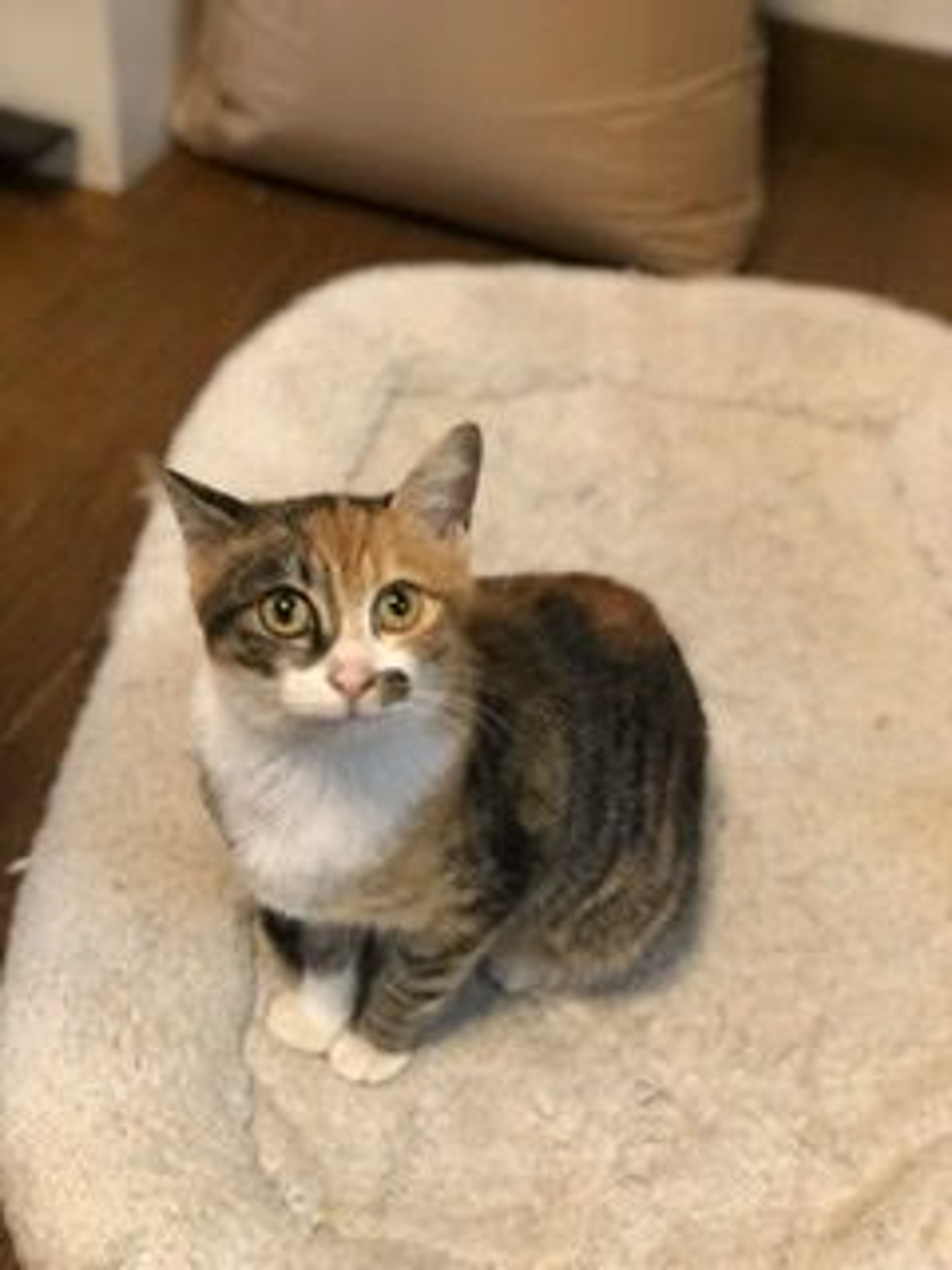 雑種（ミックス猫）・メスの里親募集の写真