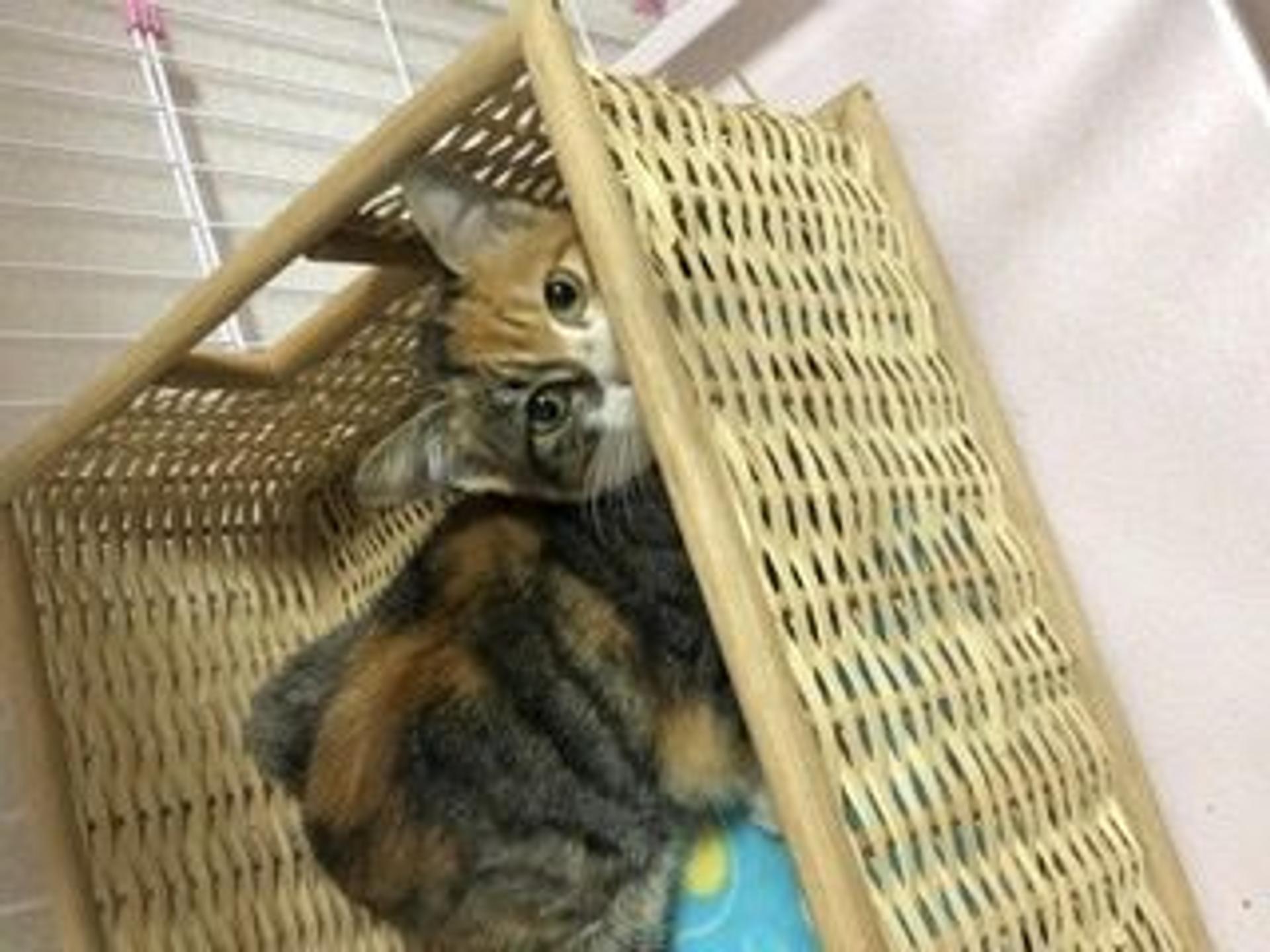 pet-image-2