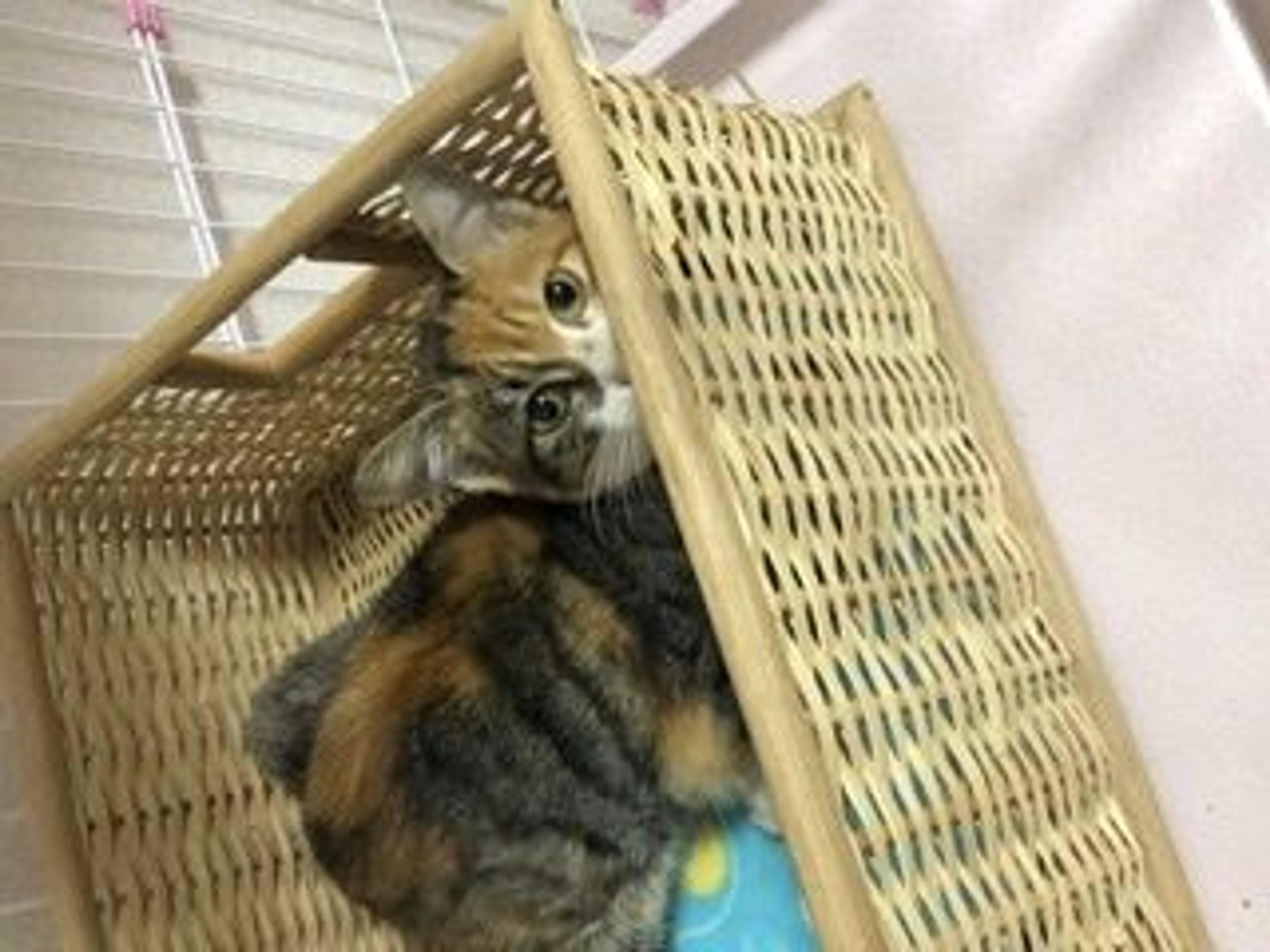 pet-image-2