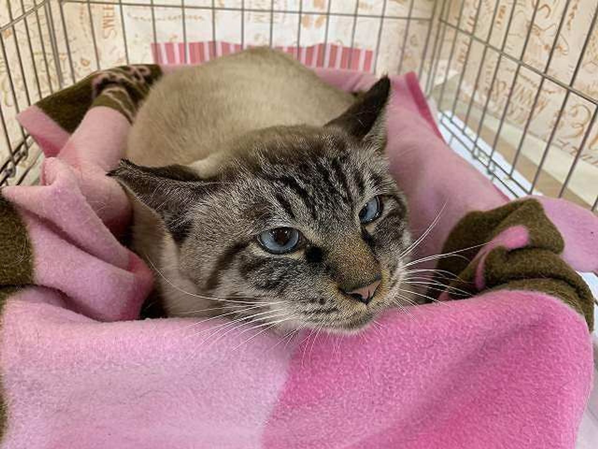 雑種（ミックス猫）・オスの里親募集の写真