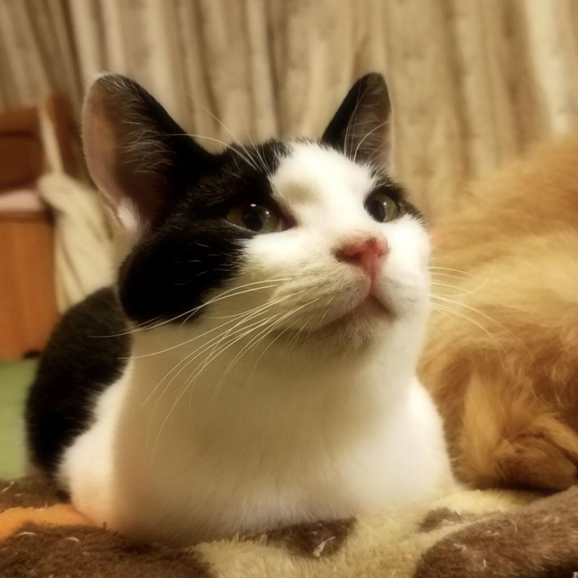pet-image-3