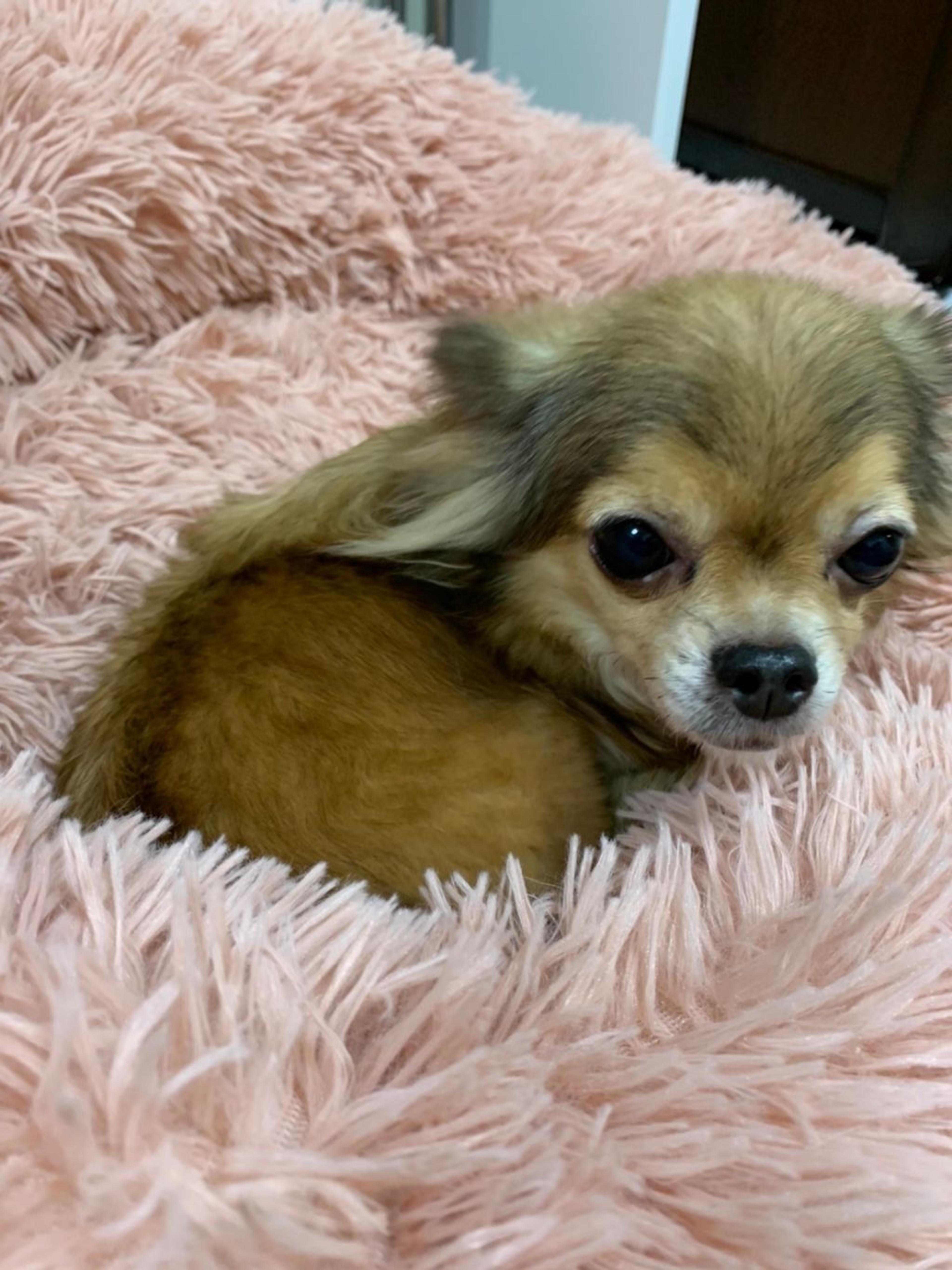 pet-image-2