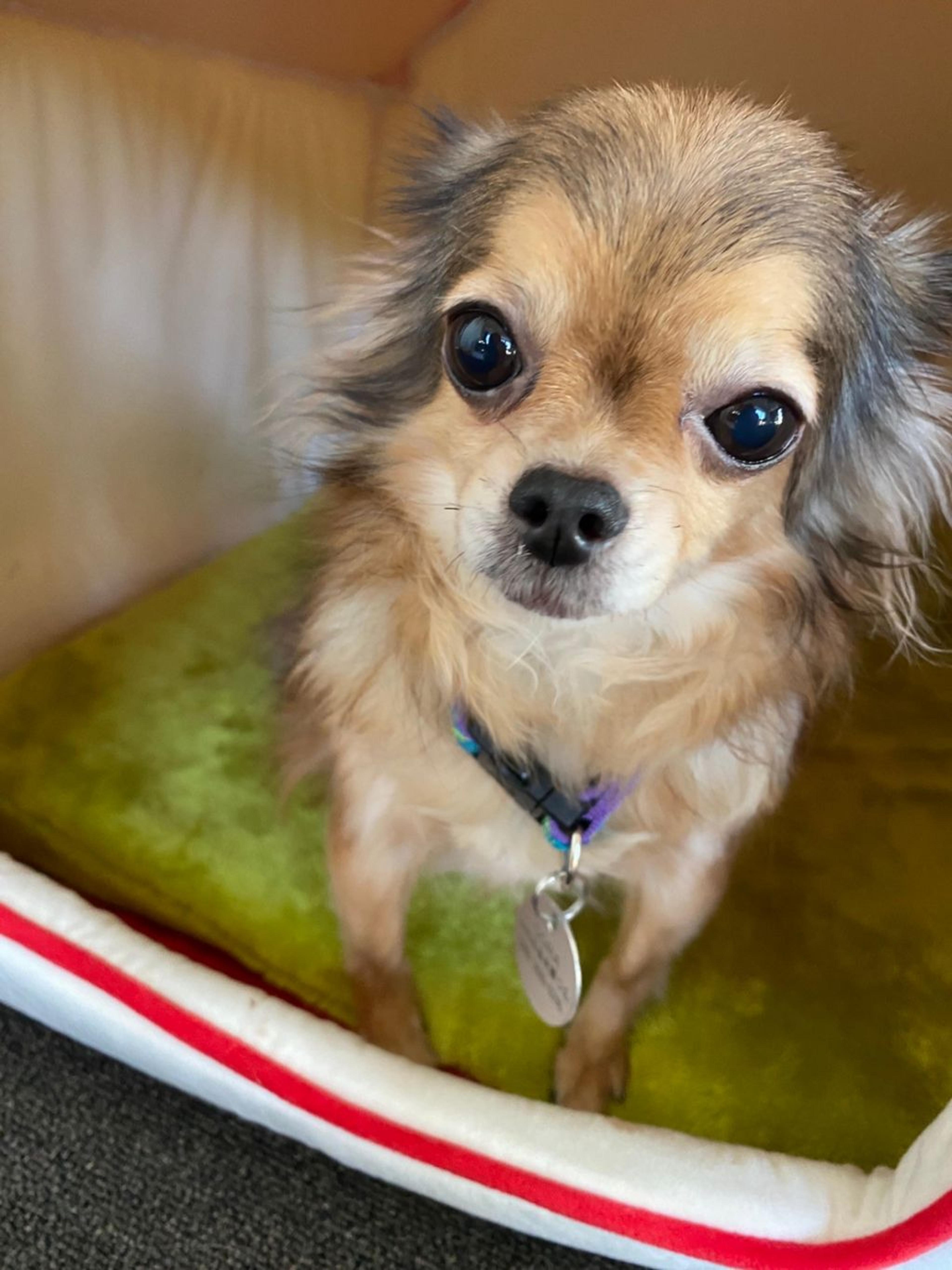 pet-image-3