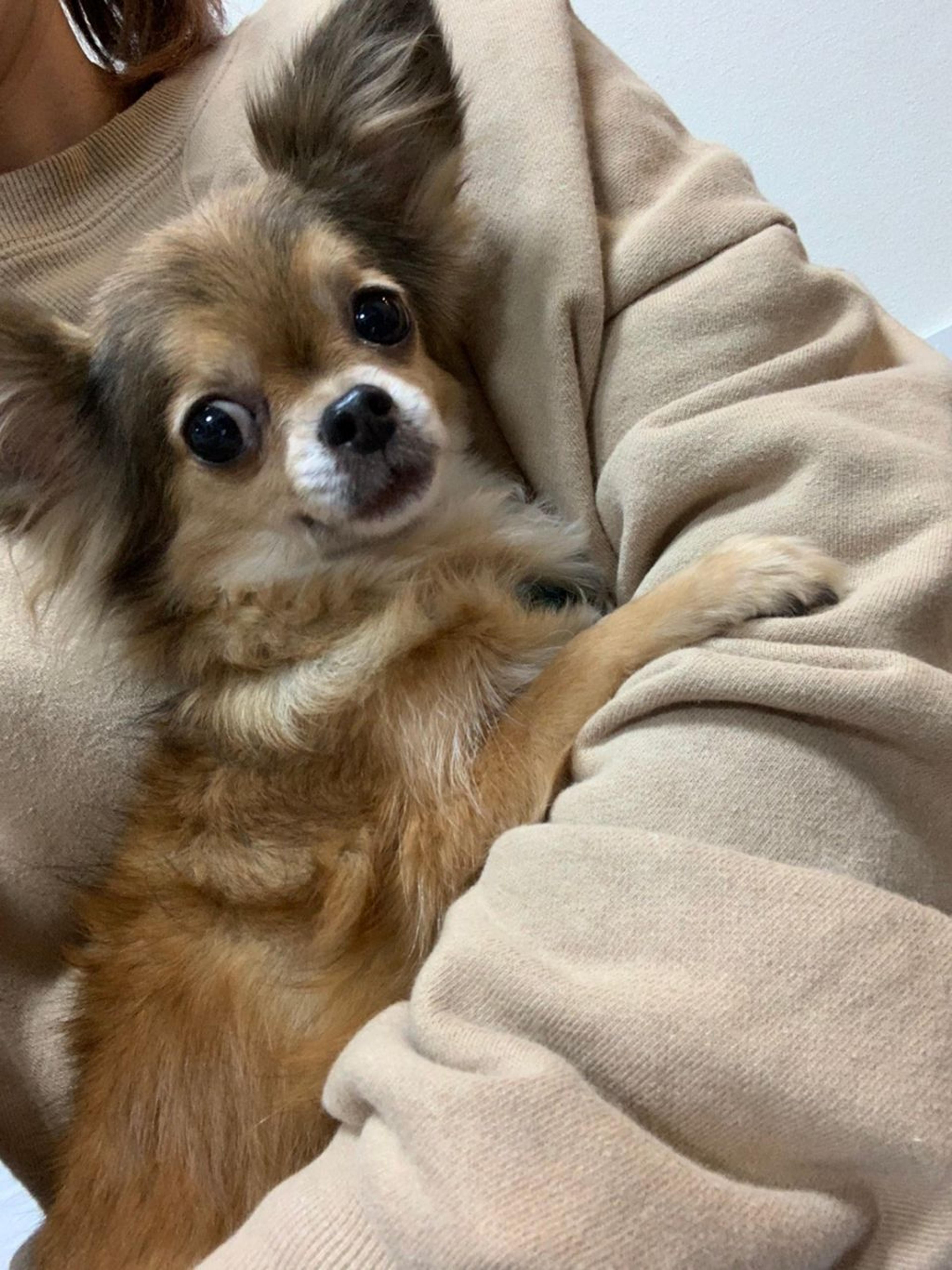 pet-image-4