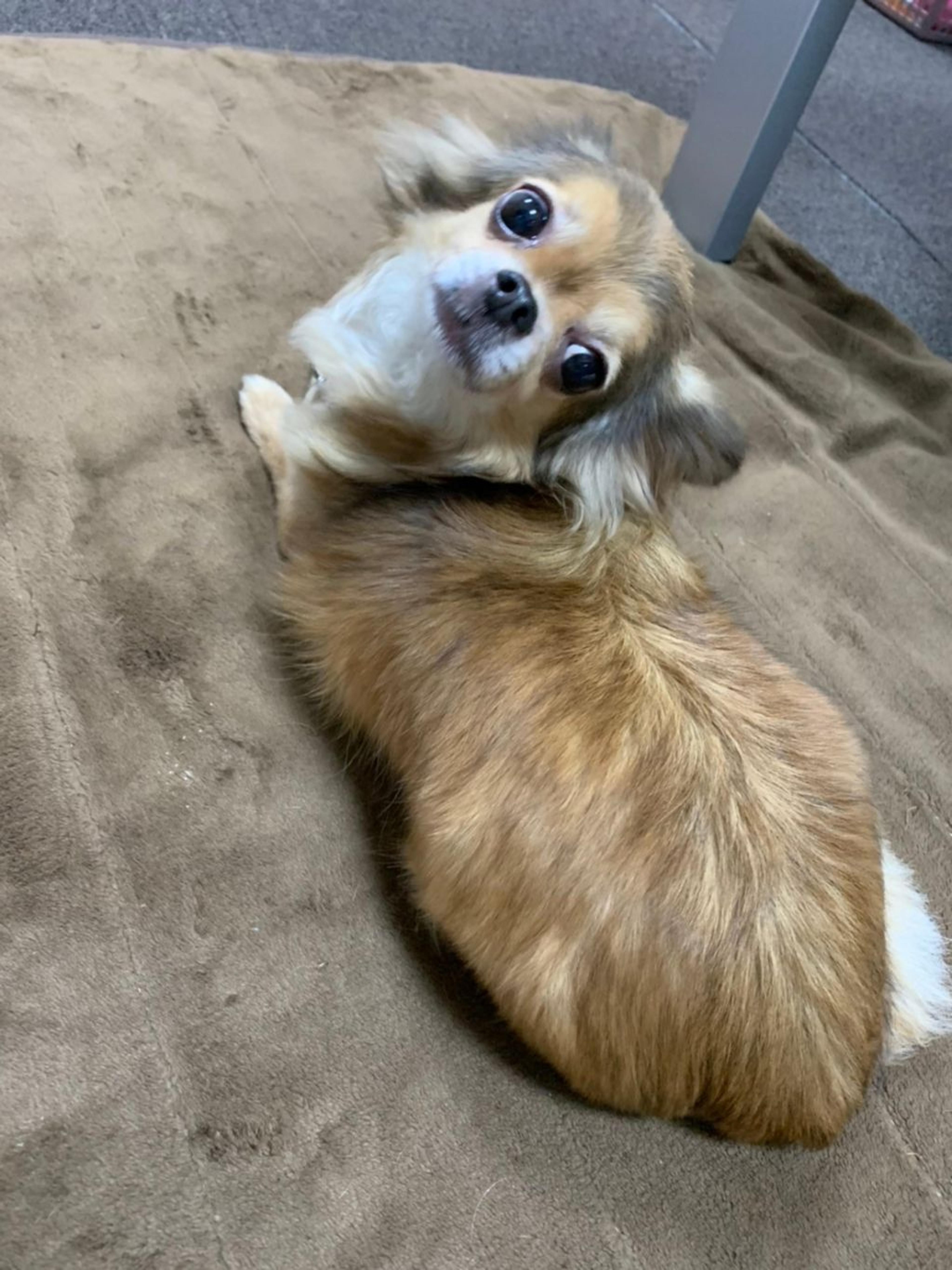 pet-image-5