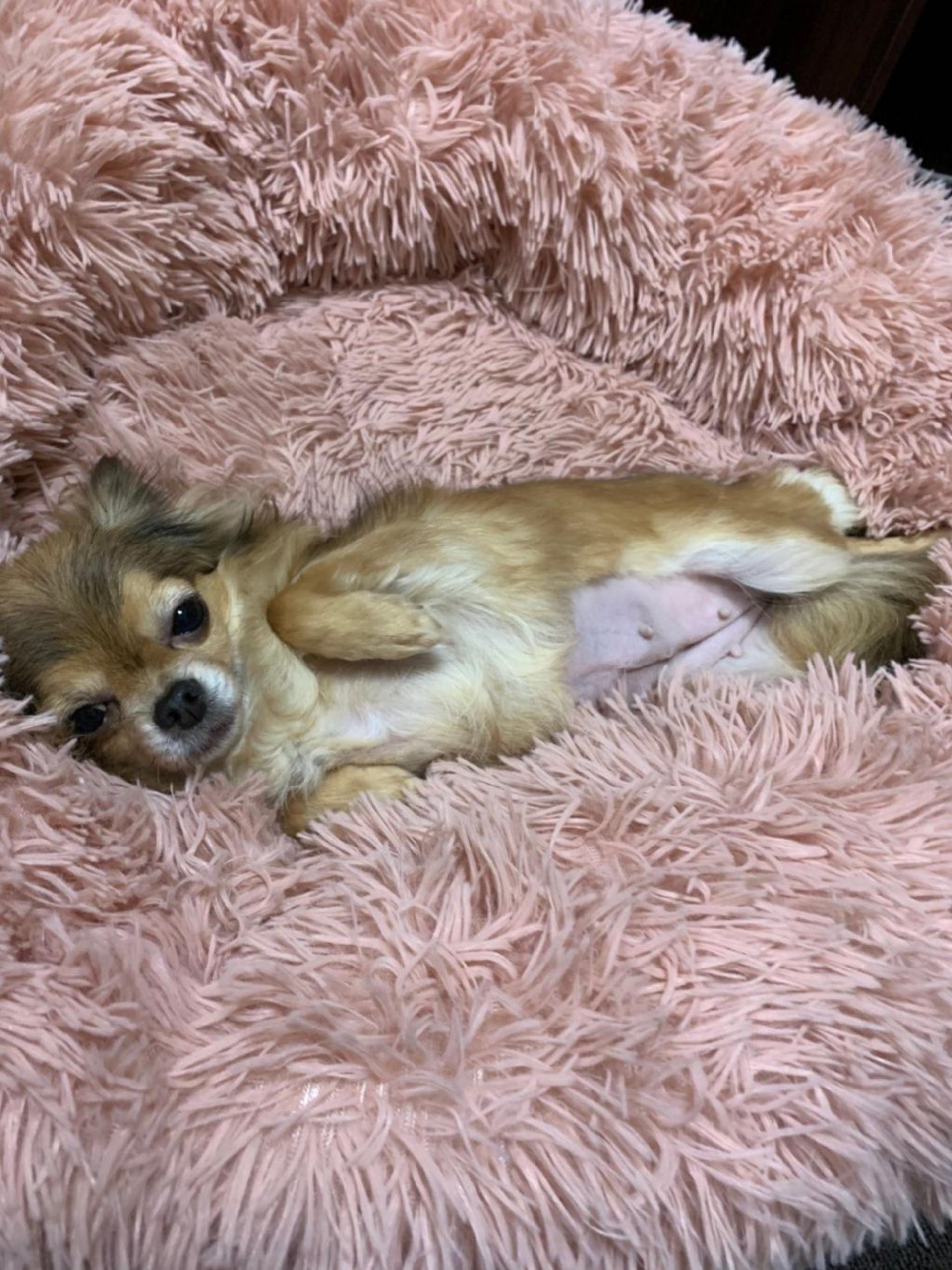 pet-image-6